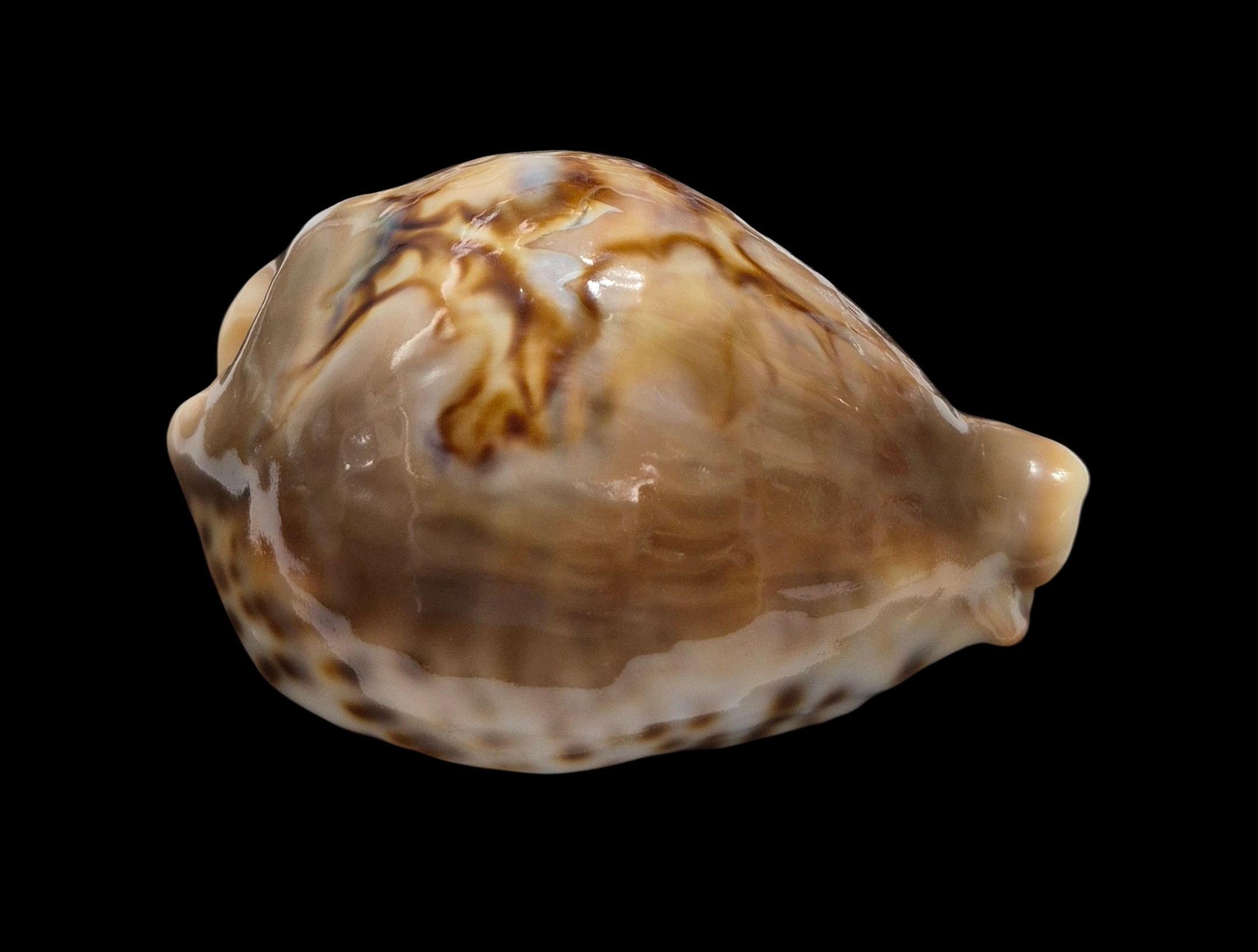 BC532 Barycypraea fultoni massieri - MASTODONTIC - Image 2