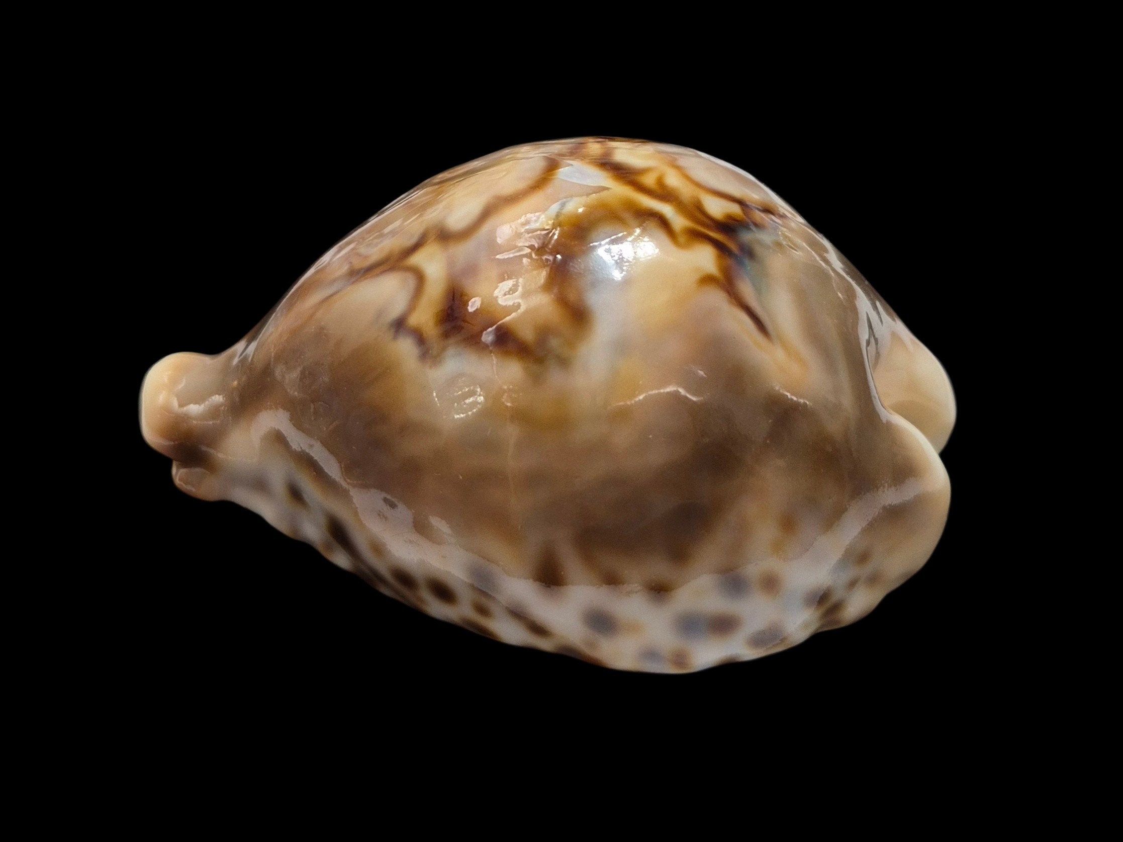 BC532 Barycypraea fultoni massieri - MASTODONTIC - Image 3