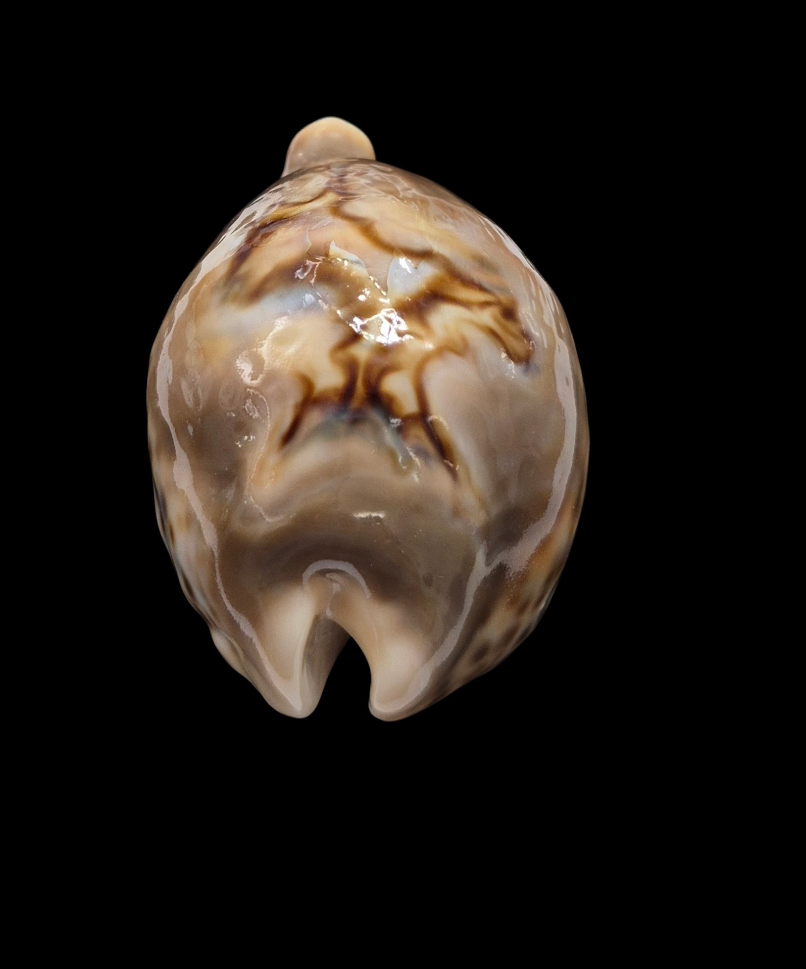 BC532 Barycypraea fultoni massieri - MASTODONTIC - Image 4
