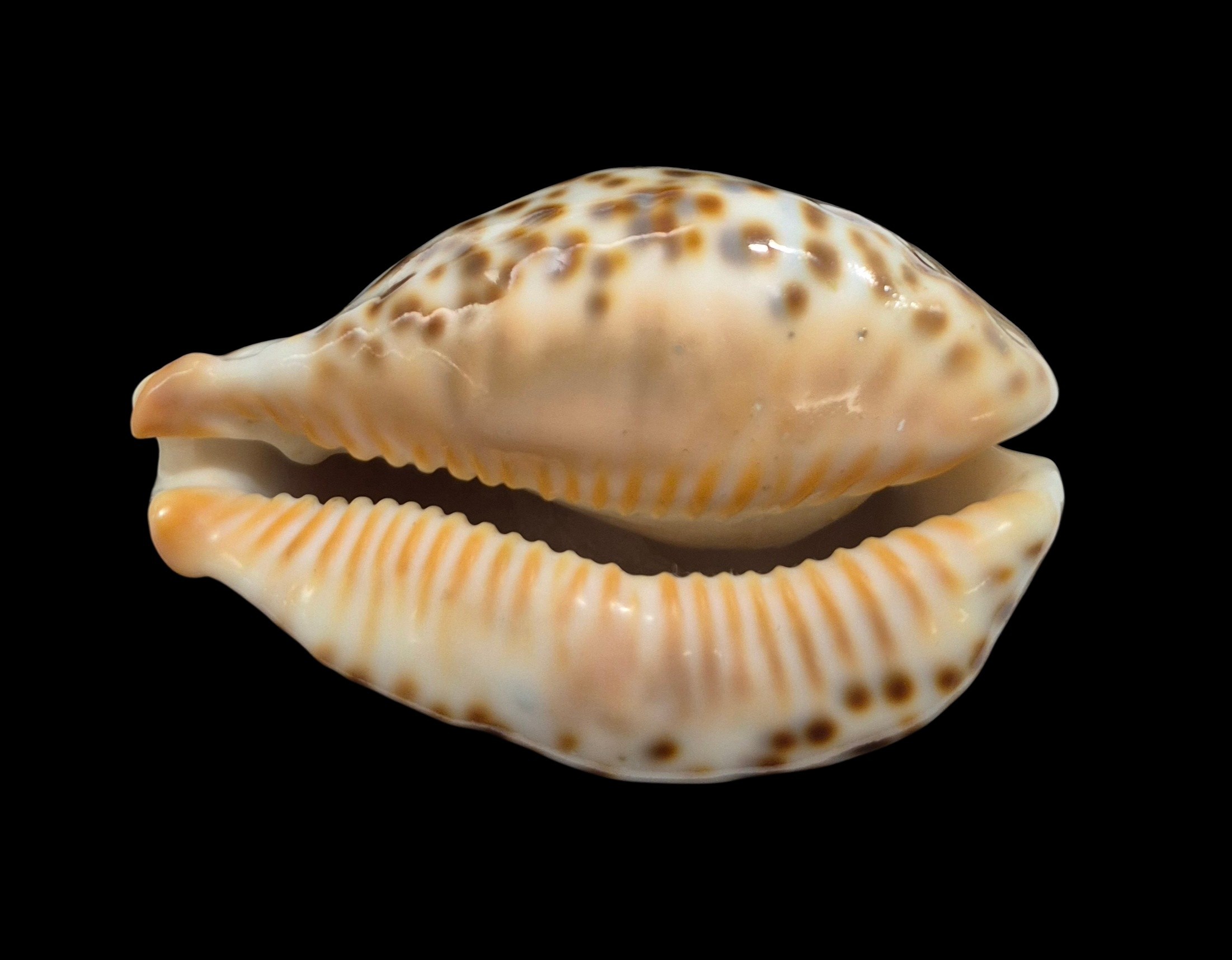 BC532 Barycypraea fultoni massieri - MASTODONTIC - Image 5