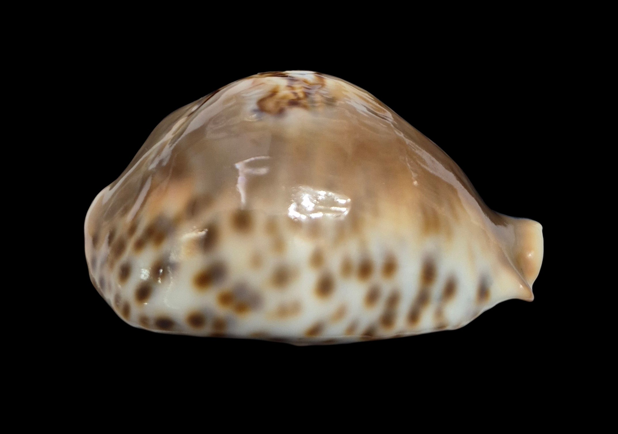 BC532 Barycypraea fultoni massieri - MASTODONTIC - Image 6