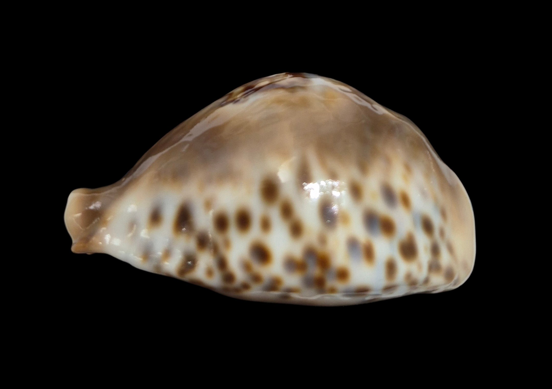 BC532 Barycypraea fultoni massieri - MASTODONTIC - Image 7