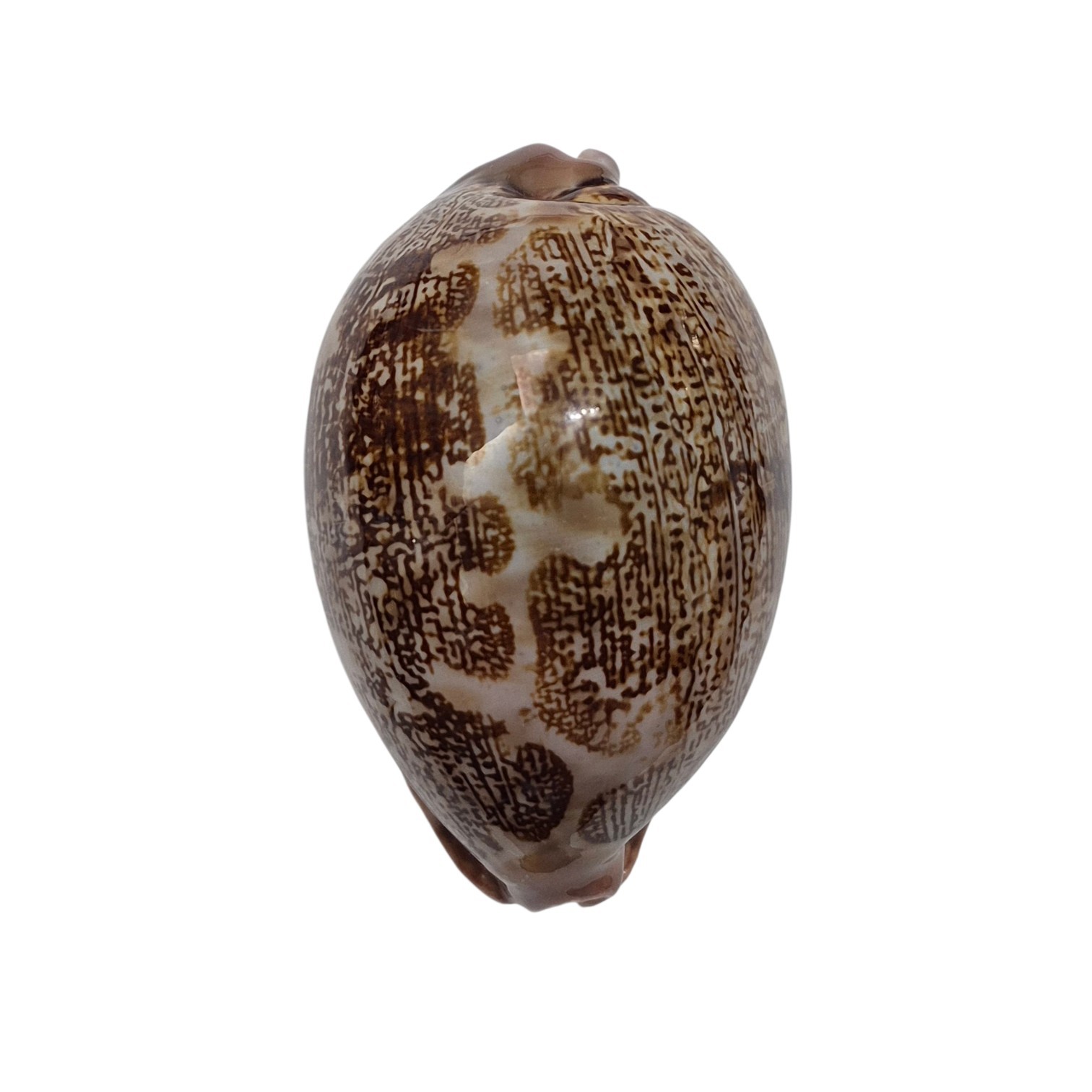 BC558 Leporicypraea mappa f. curvati - A BEAUTY