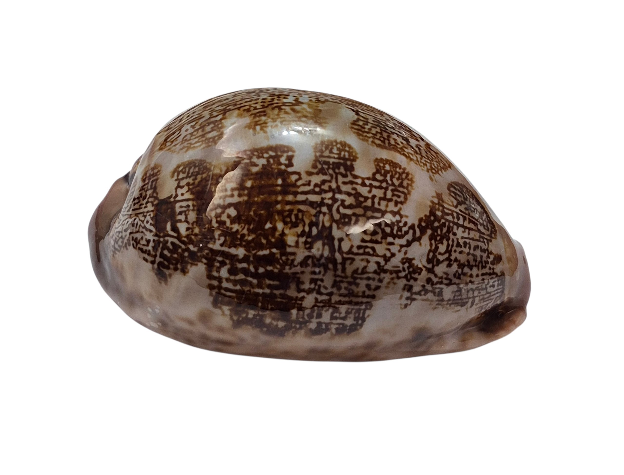 BC558 Leporicypraea mappa f. curvati - A BEAUTY - Image 3