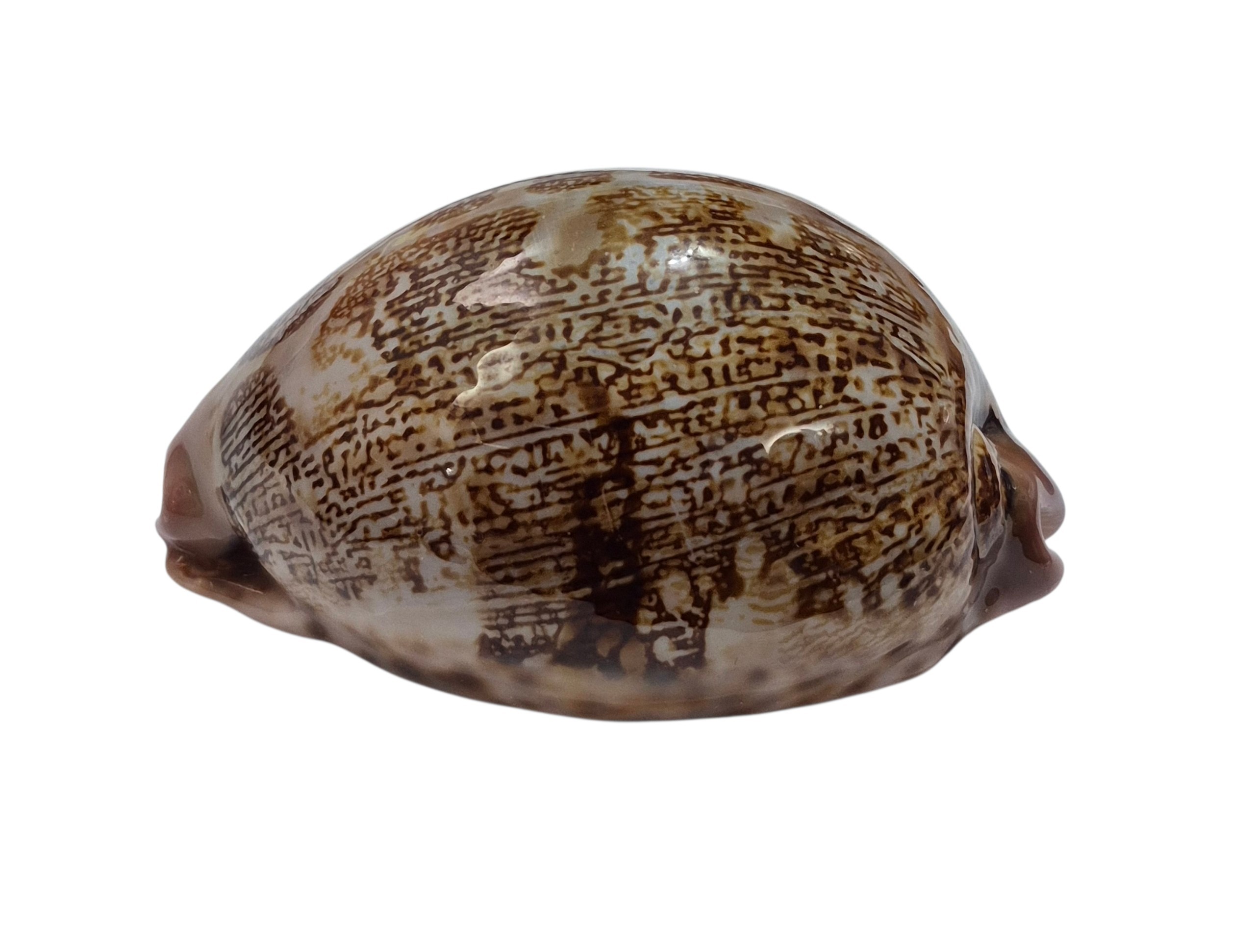 BC558 Leporicypraea mappa f. curvati - A BEAUTY - Image 4
