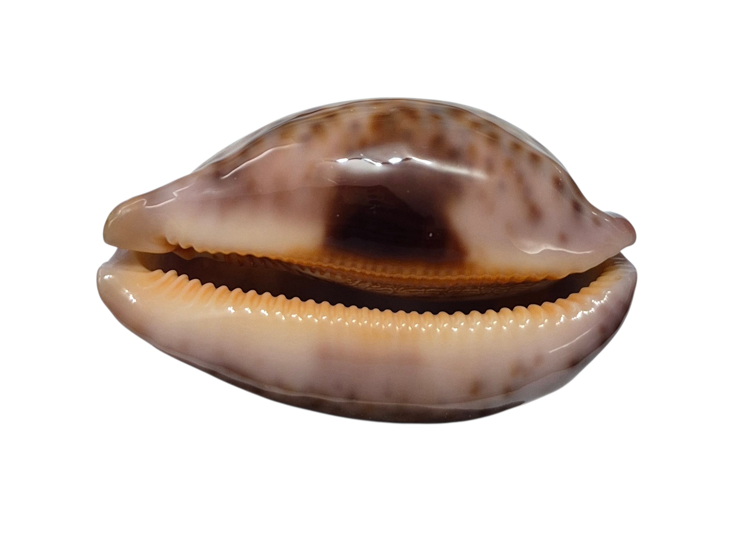 BC558 Leporicypraea mappa f. curvati - A BEAUTY - Image 2