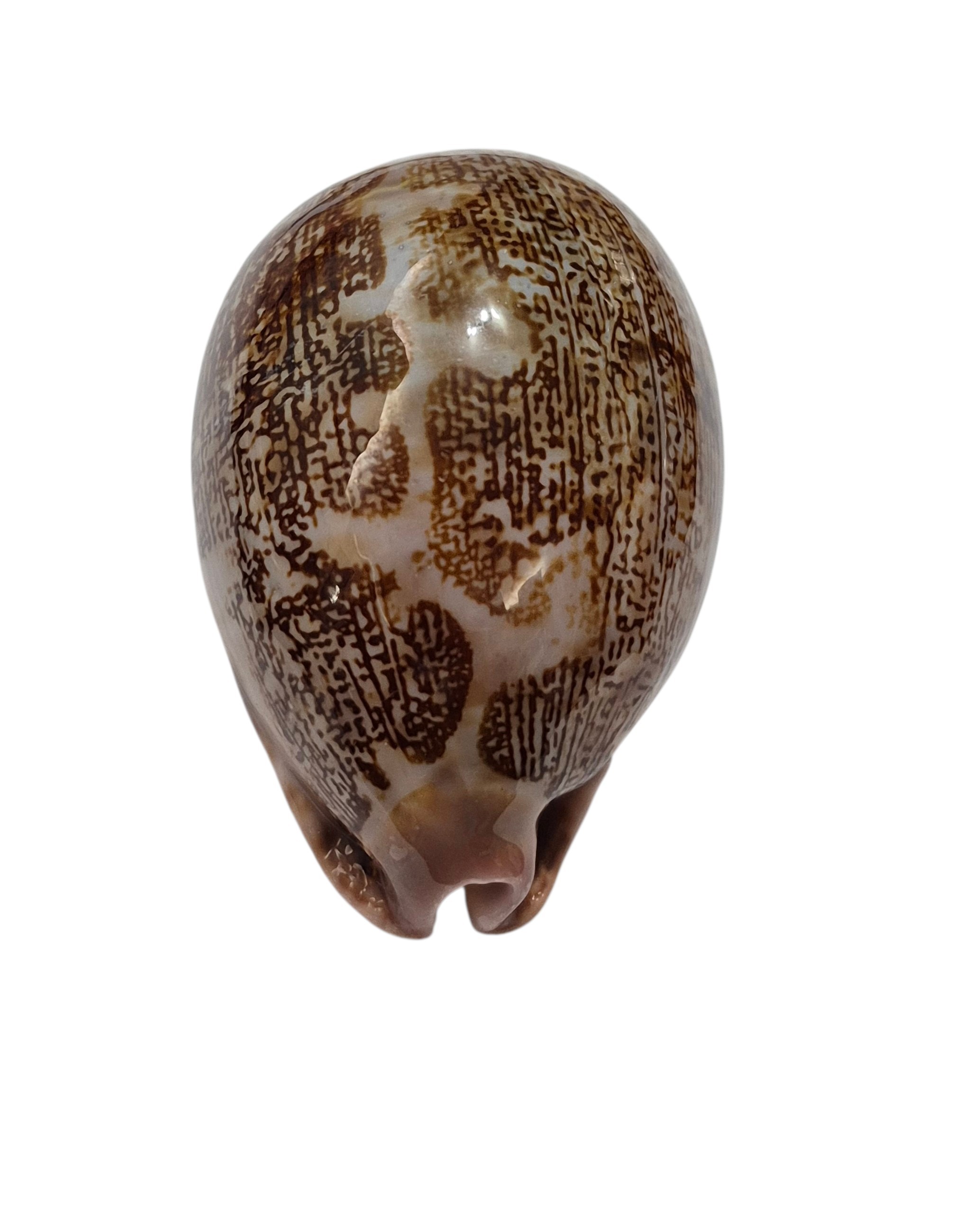 BC558 Leporicypraea mappa f. curvati - A BEAUTY - Image 6