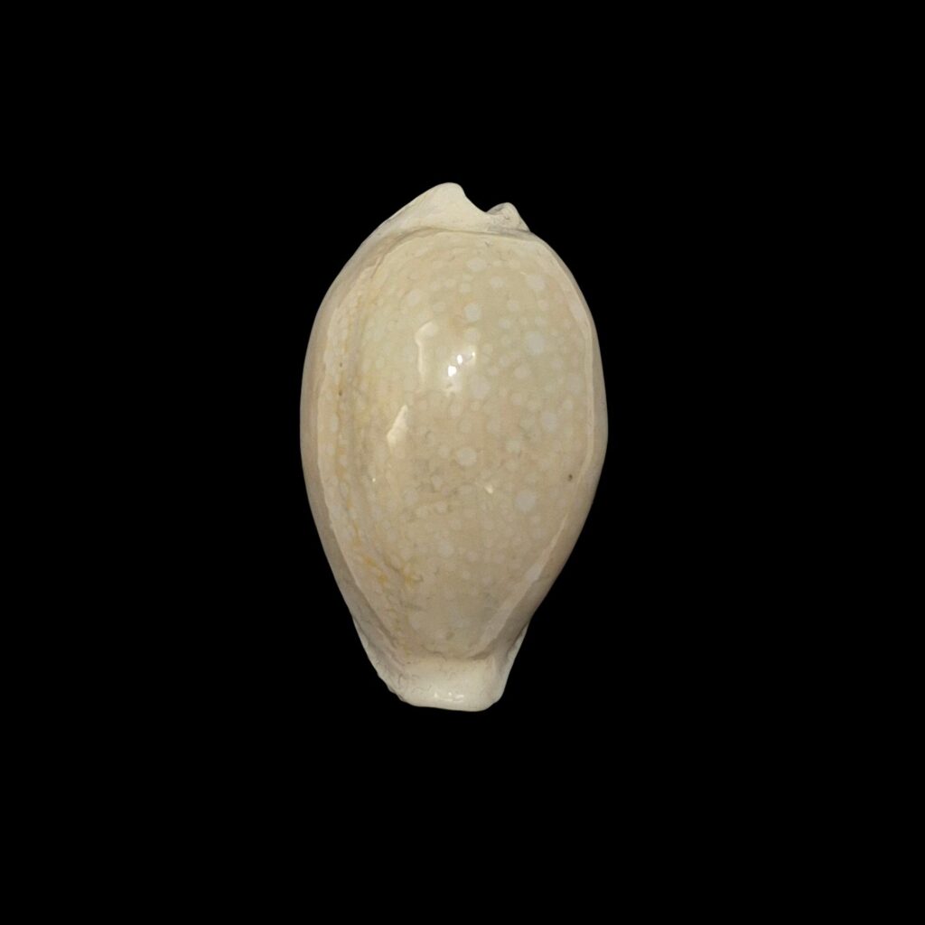 BC588 Naria miliaris - WHITE FORM from AUSTRALIA