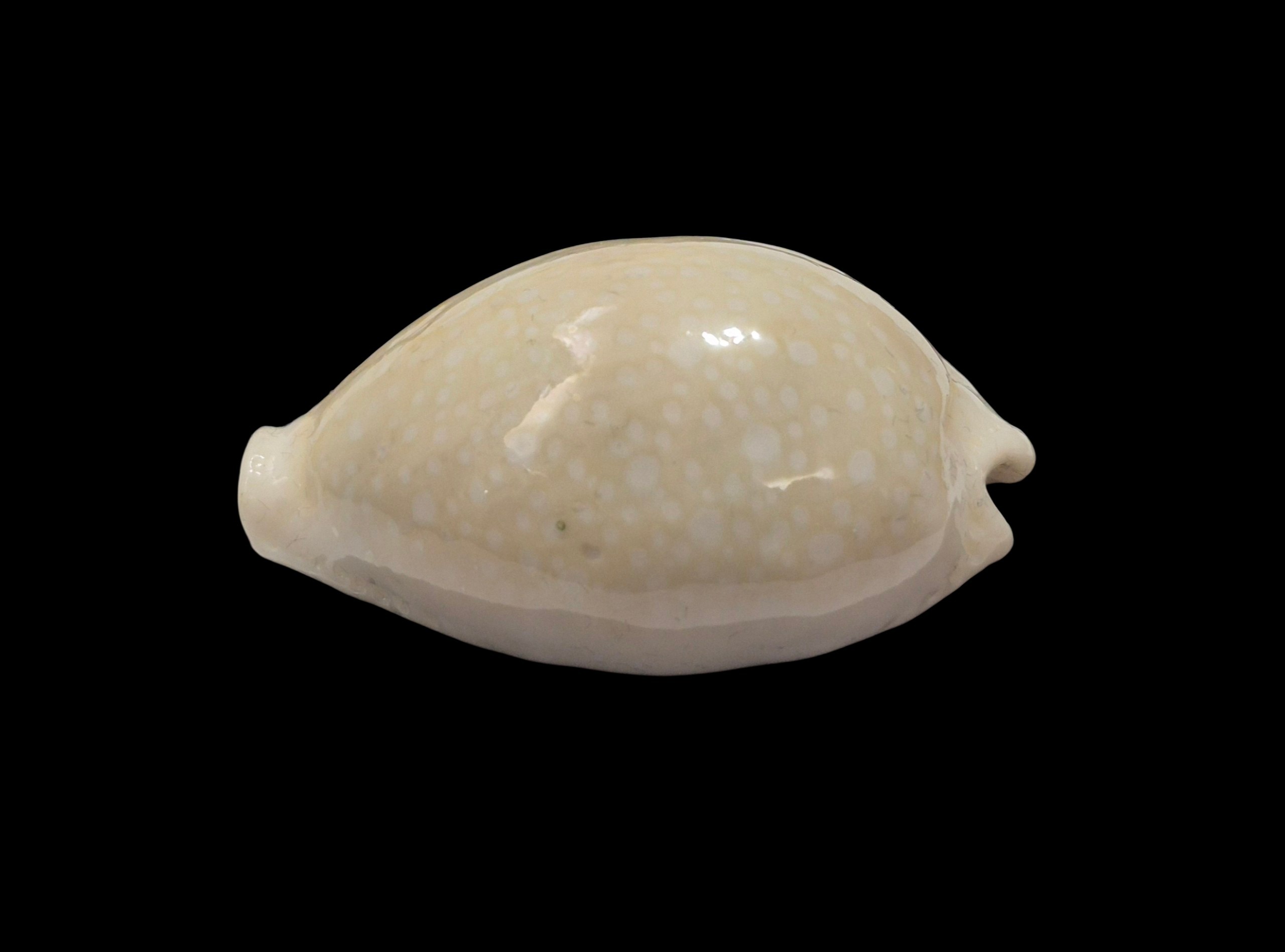 BC588 Naria miliaris - WHITE FORM from AUSTRALIA - Image 3