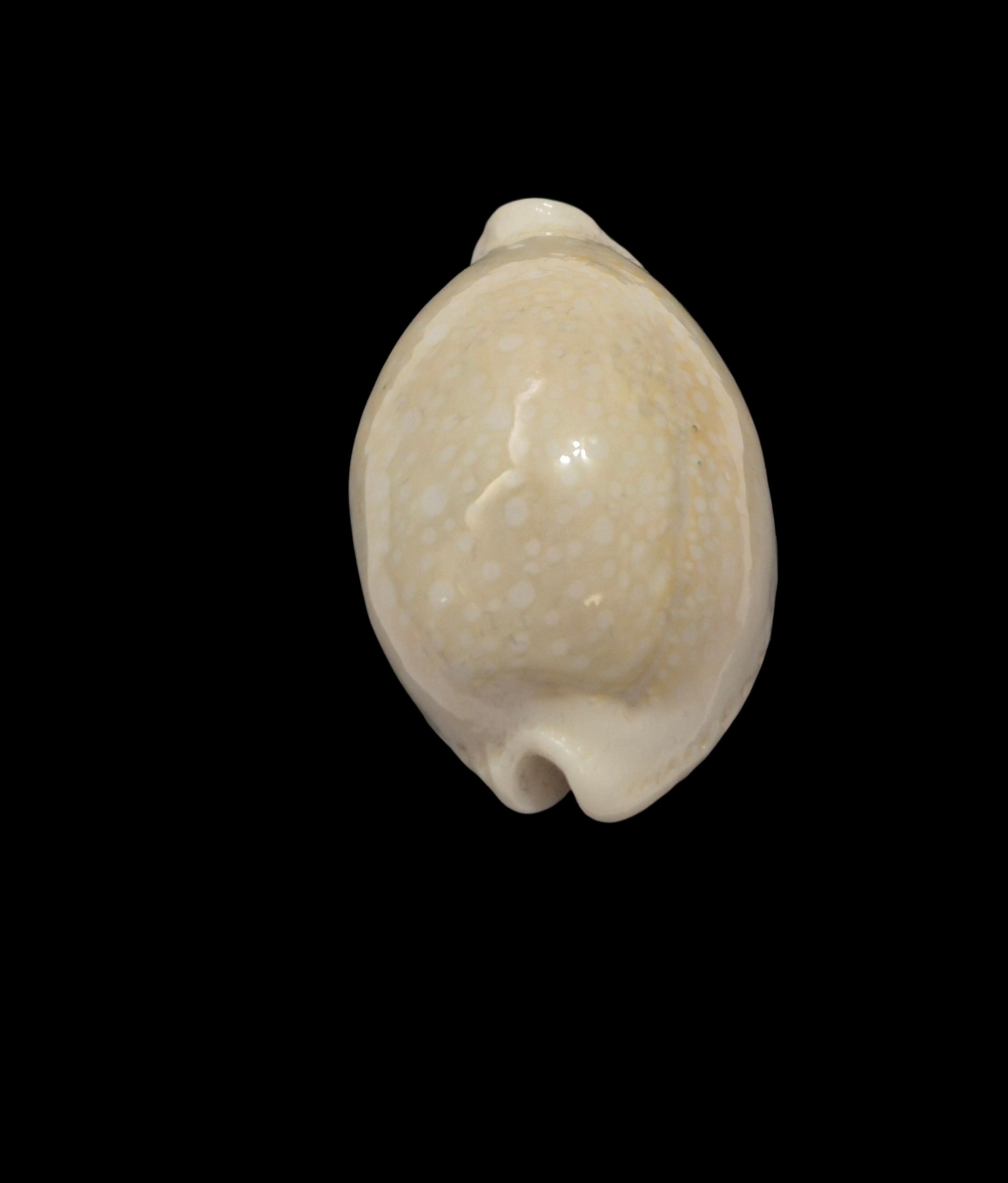 BC588 Naria miliaris - WHITE FORM from AUSTRALIA - Image 4
