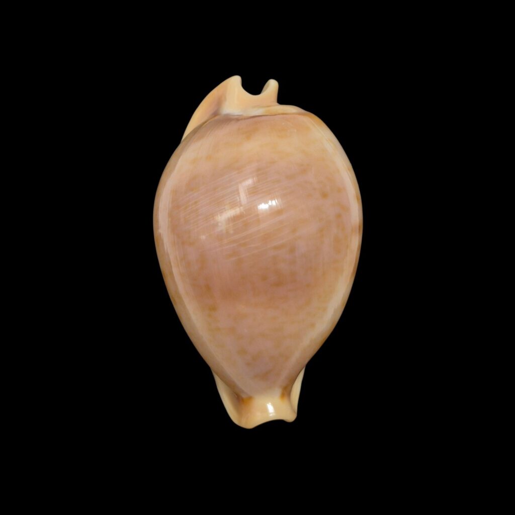 BC484 Nesiocypraea teramachii polyphemus