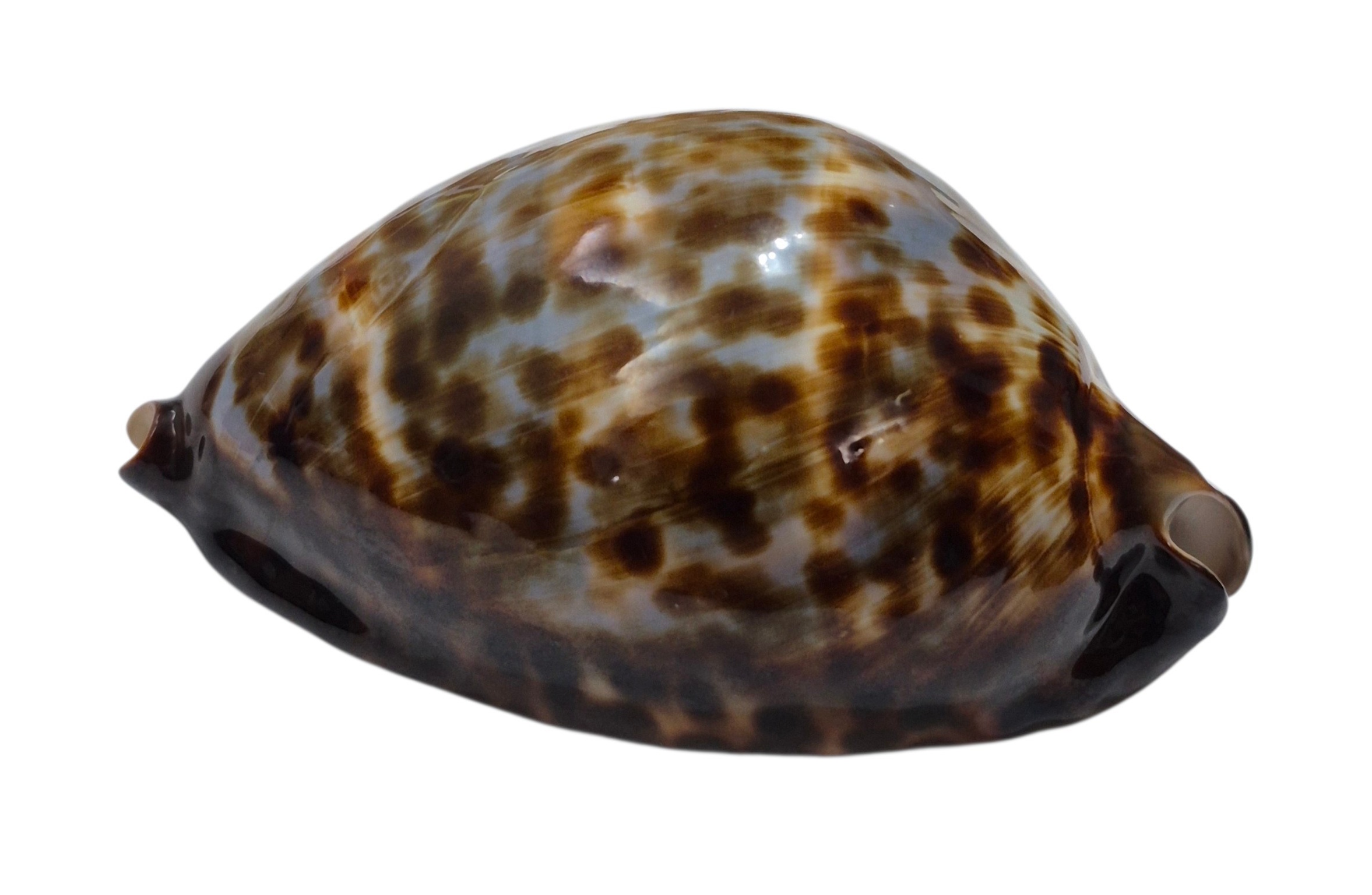 BC595 Zoila friendii sp. from DEEP WATER- AWESOME BLUE PATTERN - Image 3