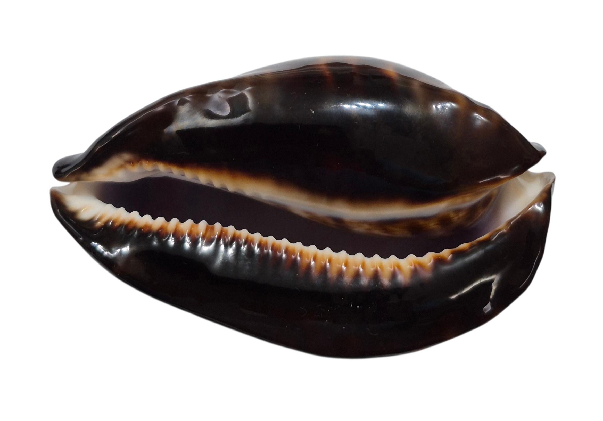 BC595 Zoila friendii sp. from DEEP WATER- AWESOME BLUE PATTERN - Image 5