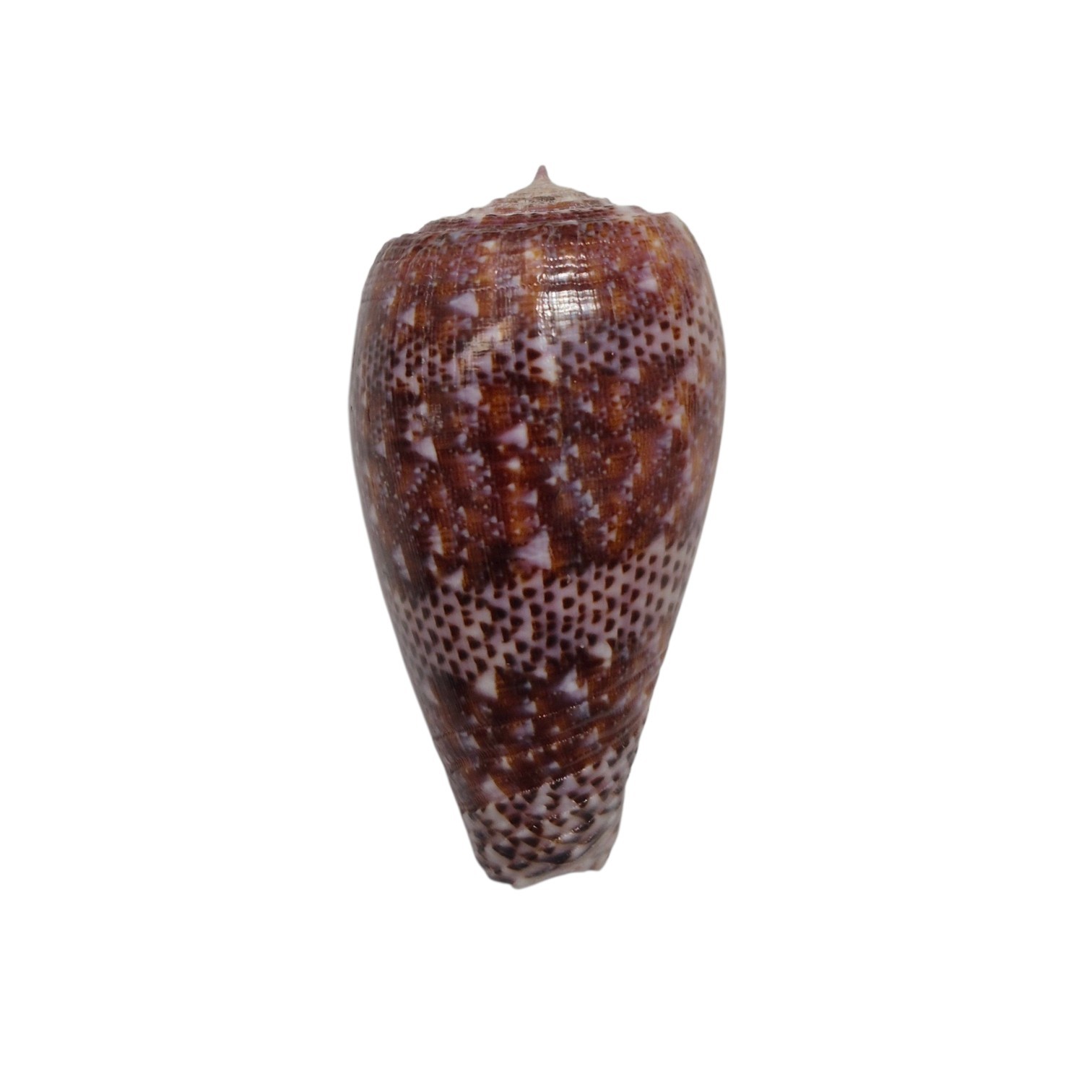 BC511 Conus adamsonii w/o