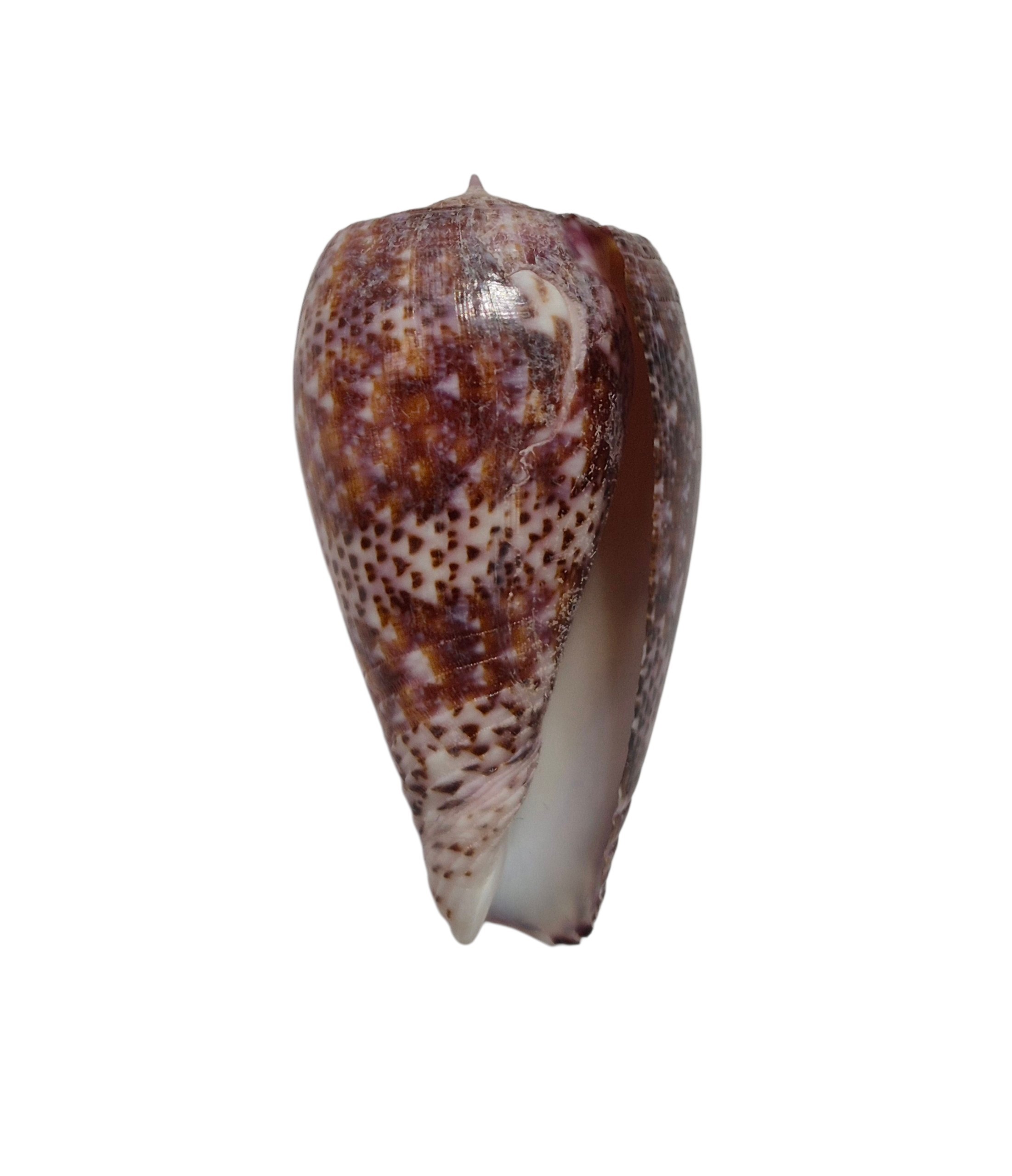 BC511 Conus adamsonii w/o - Image 2