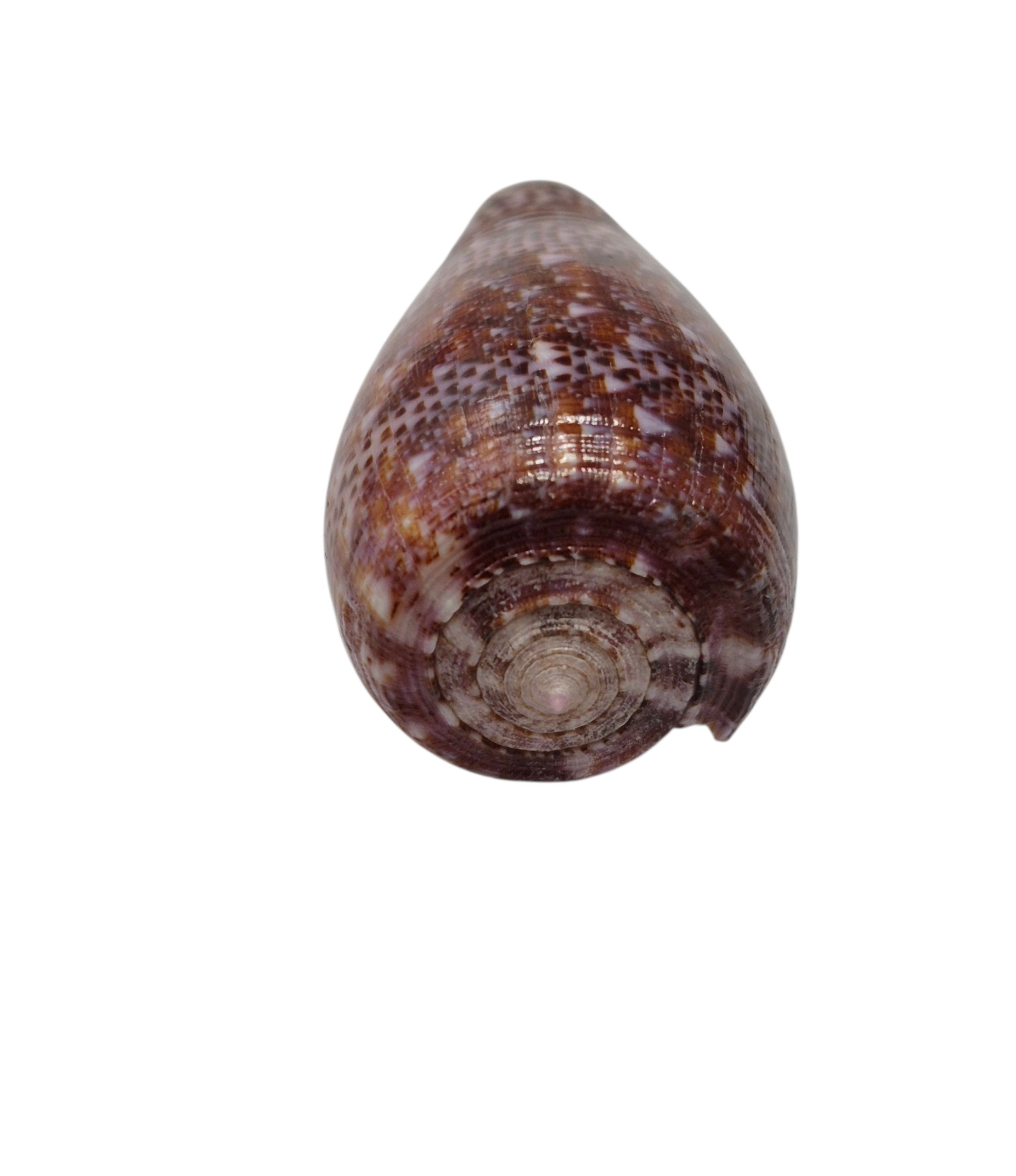 BC511 Conus adamsonii w/o - Image 5