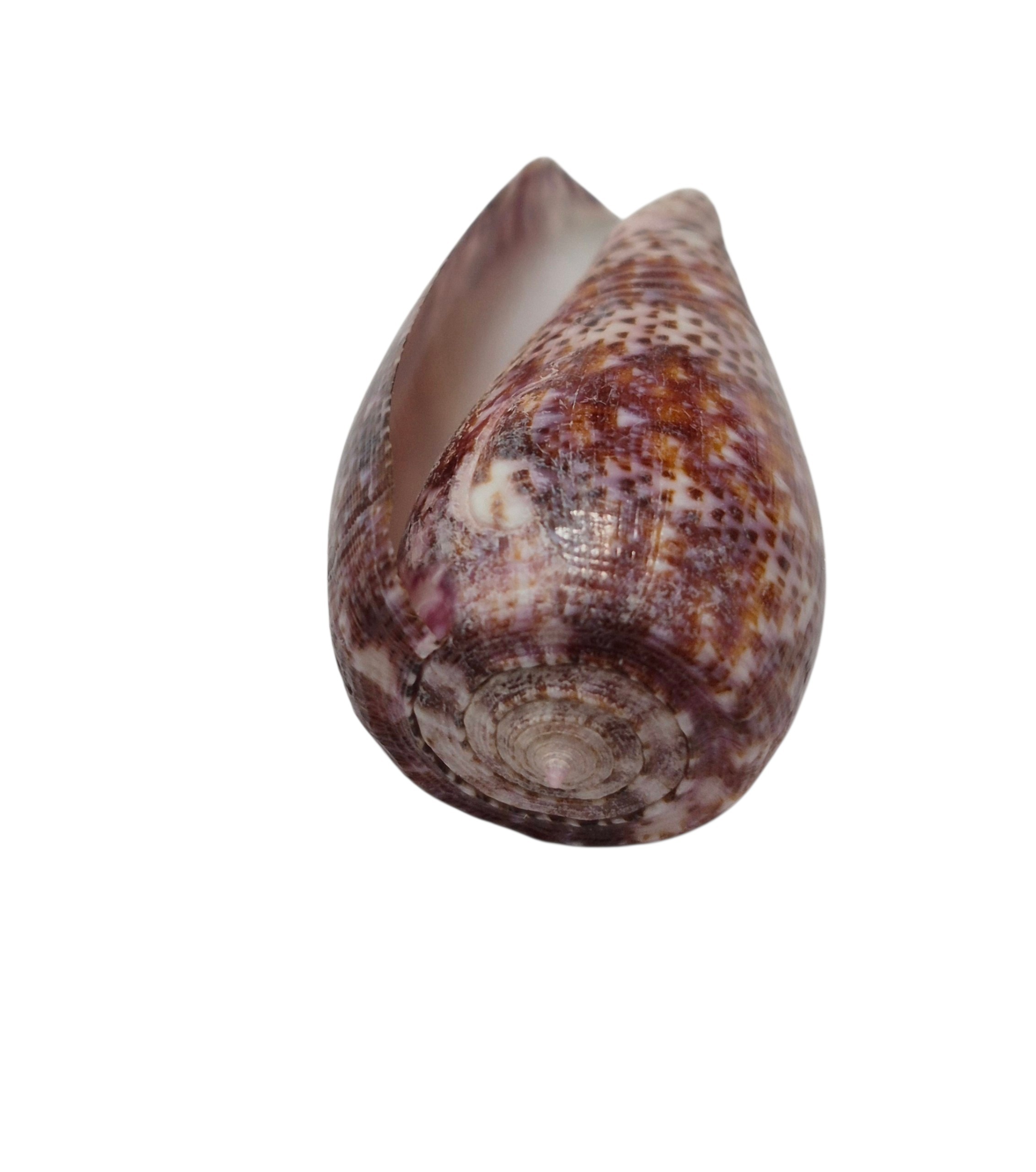 BC511 Conus adamsonii w/o - Image 6