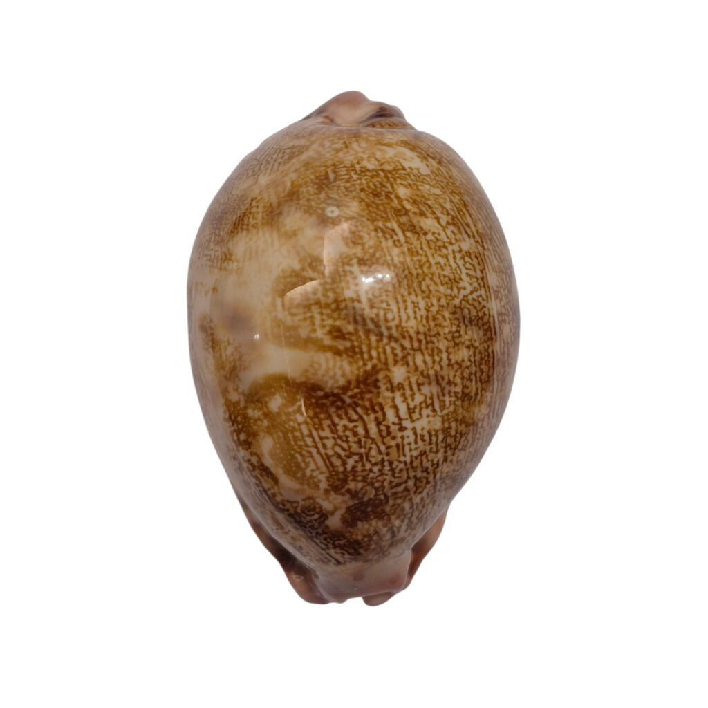 BC478 Leporicypraea mappa rewa
