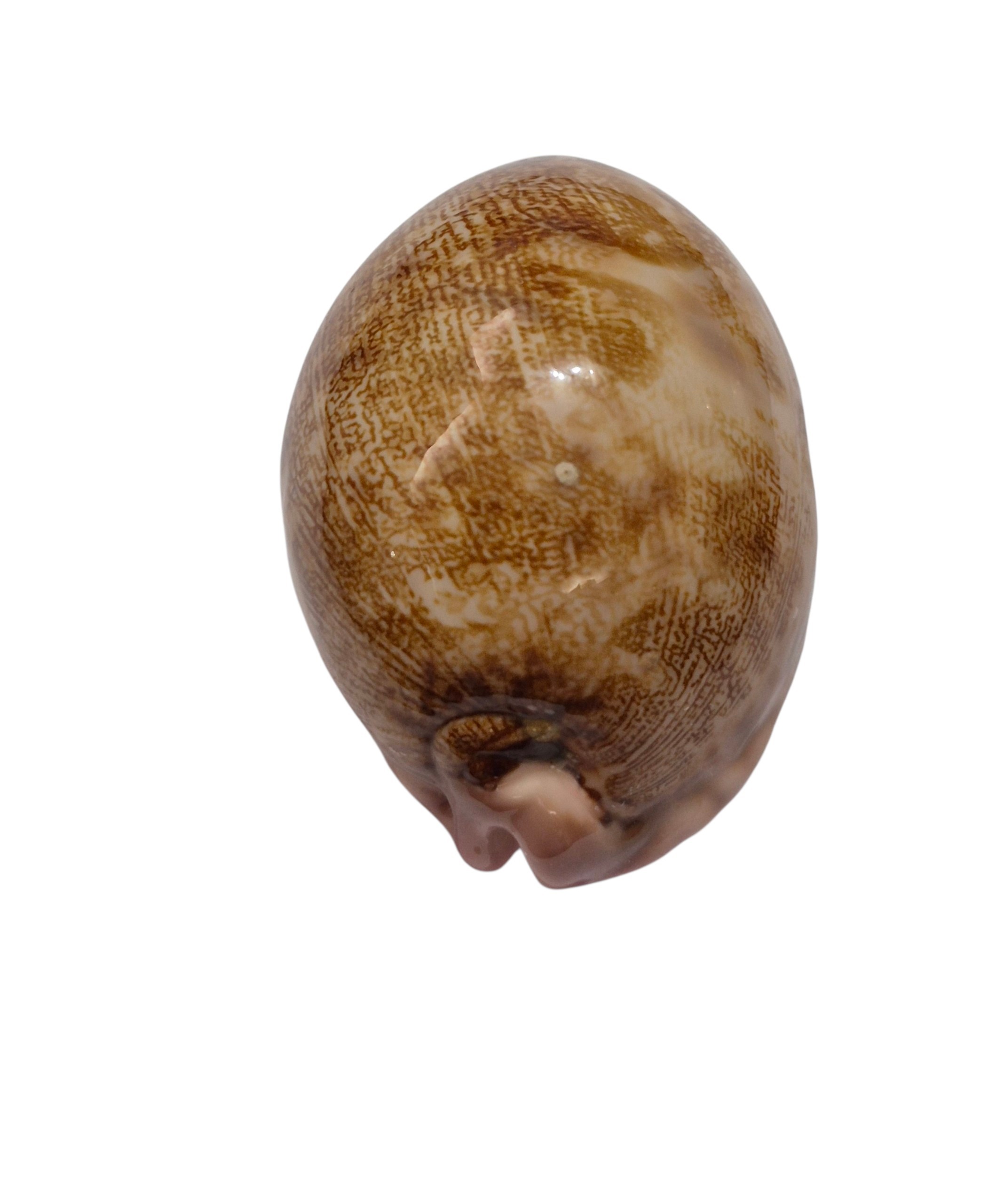 BC478 Leporicypraea mappa rewa - Image 3