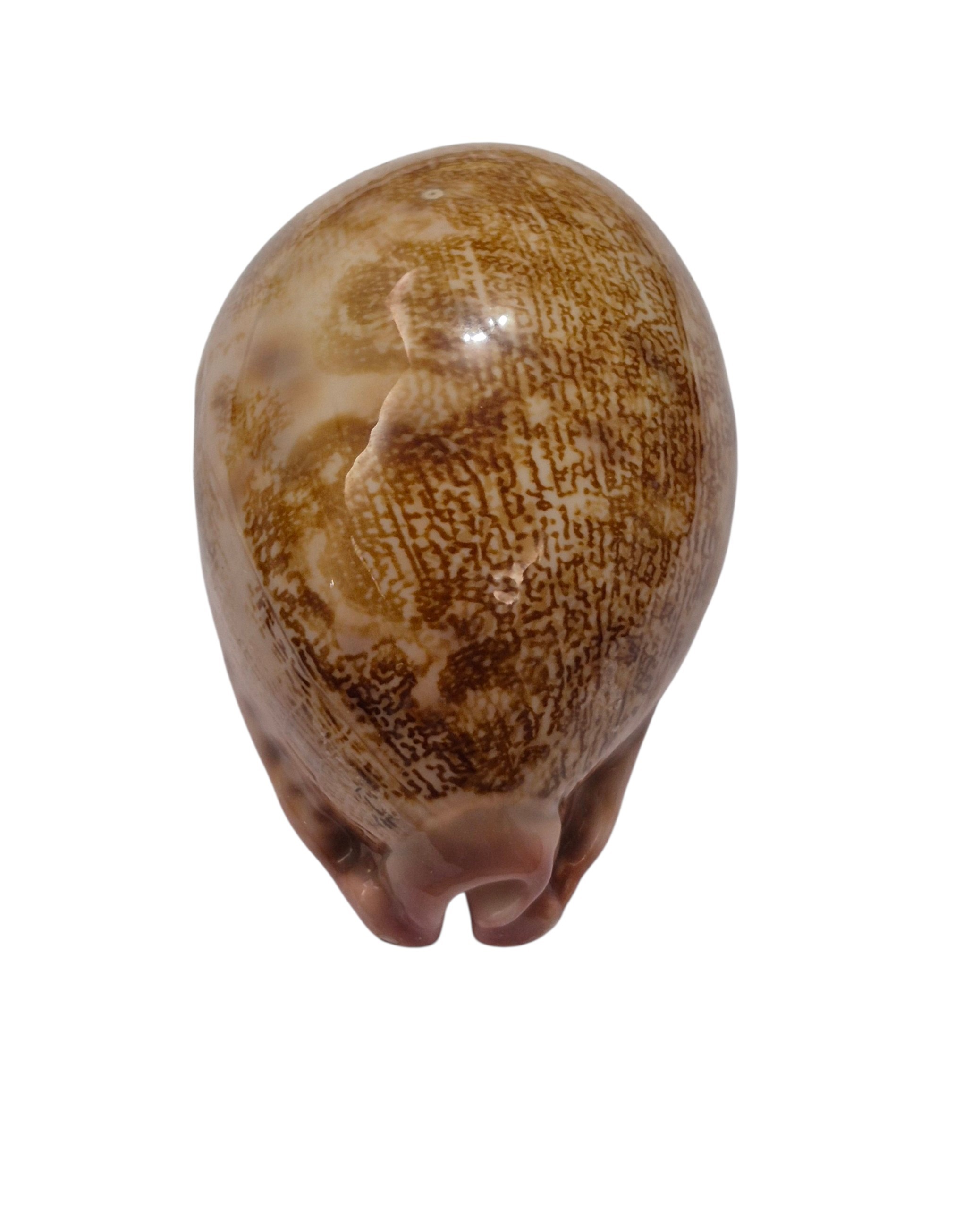 BC478 Leporicypraea mappa rewa - Image 4