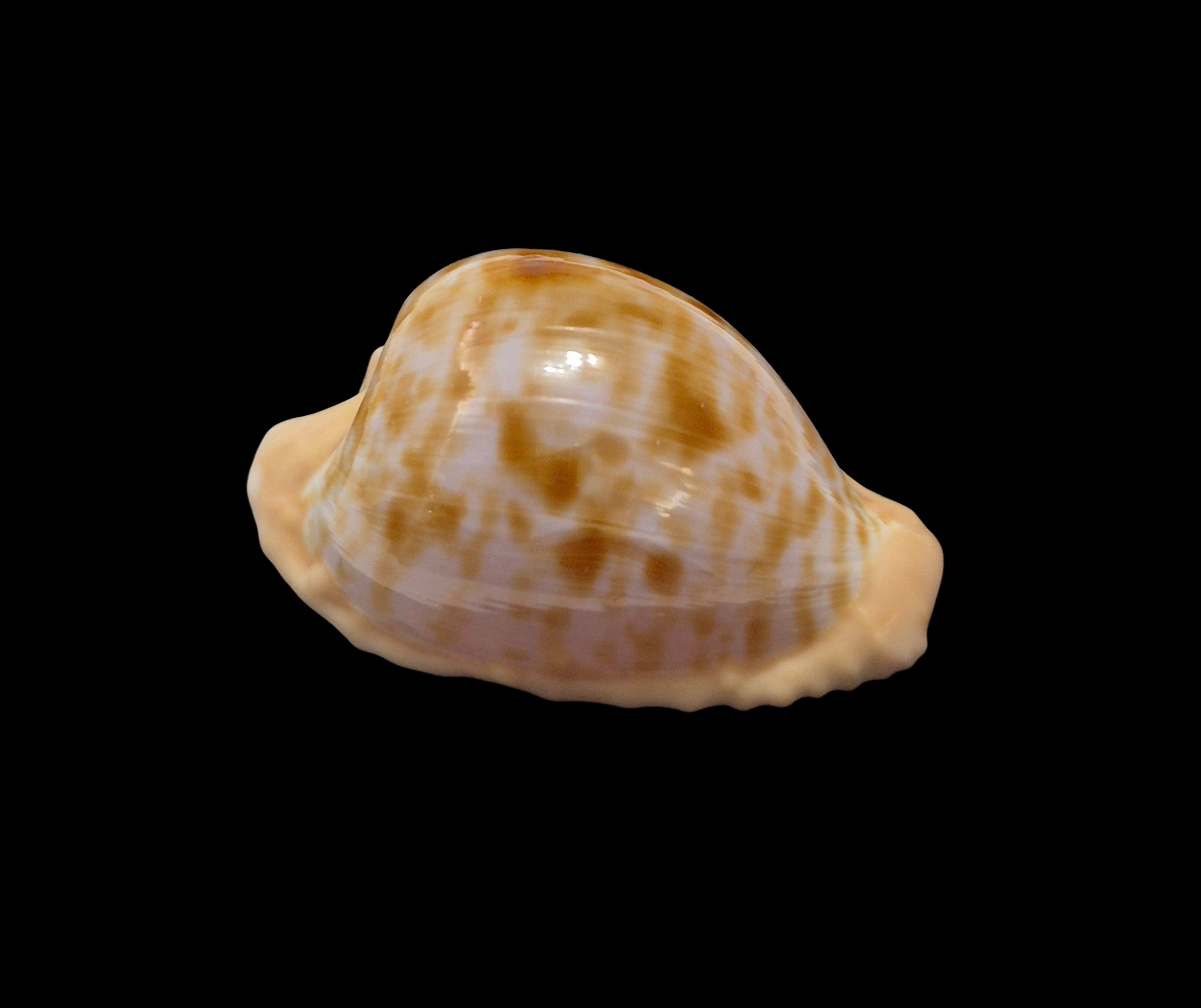 BC569 Cypraeovula coronata coronata - Image 2