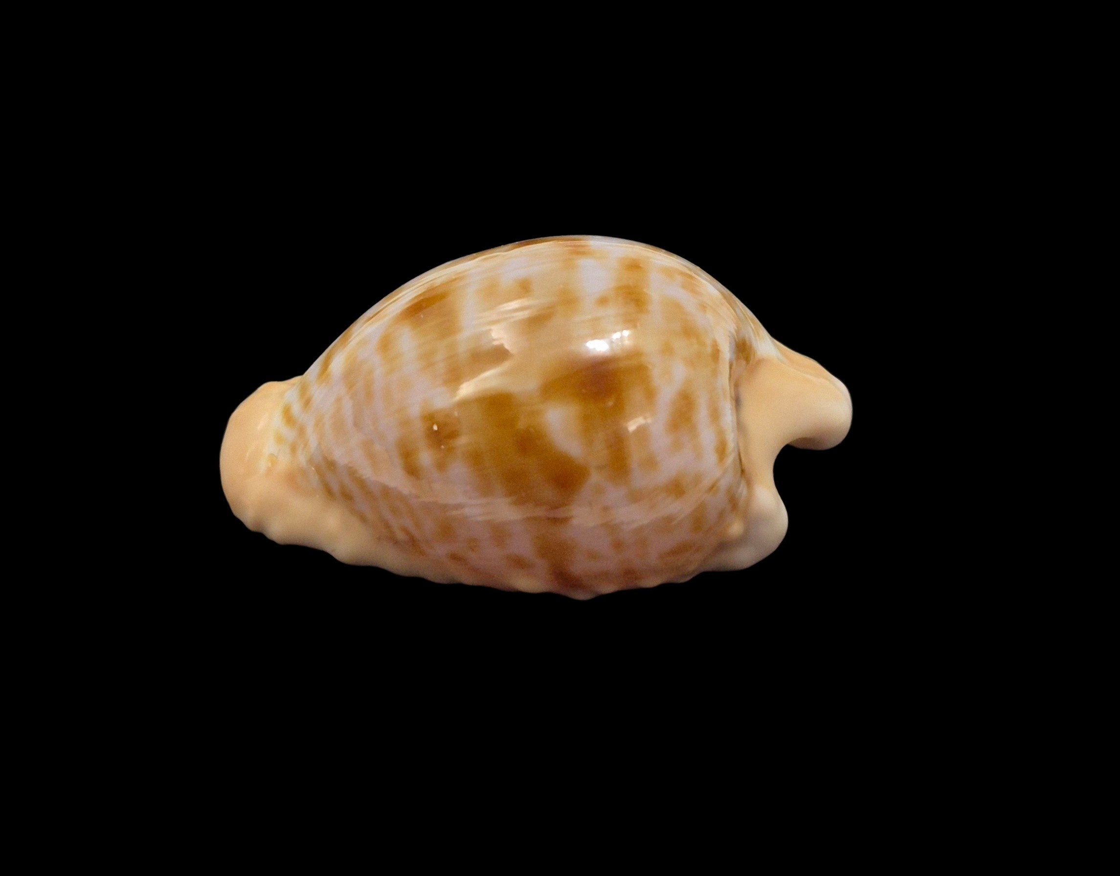 BC569 Cypraeovula coronata coronata - Image 3