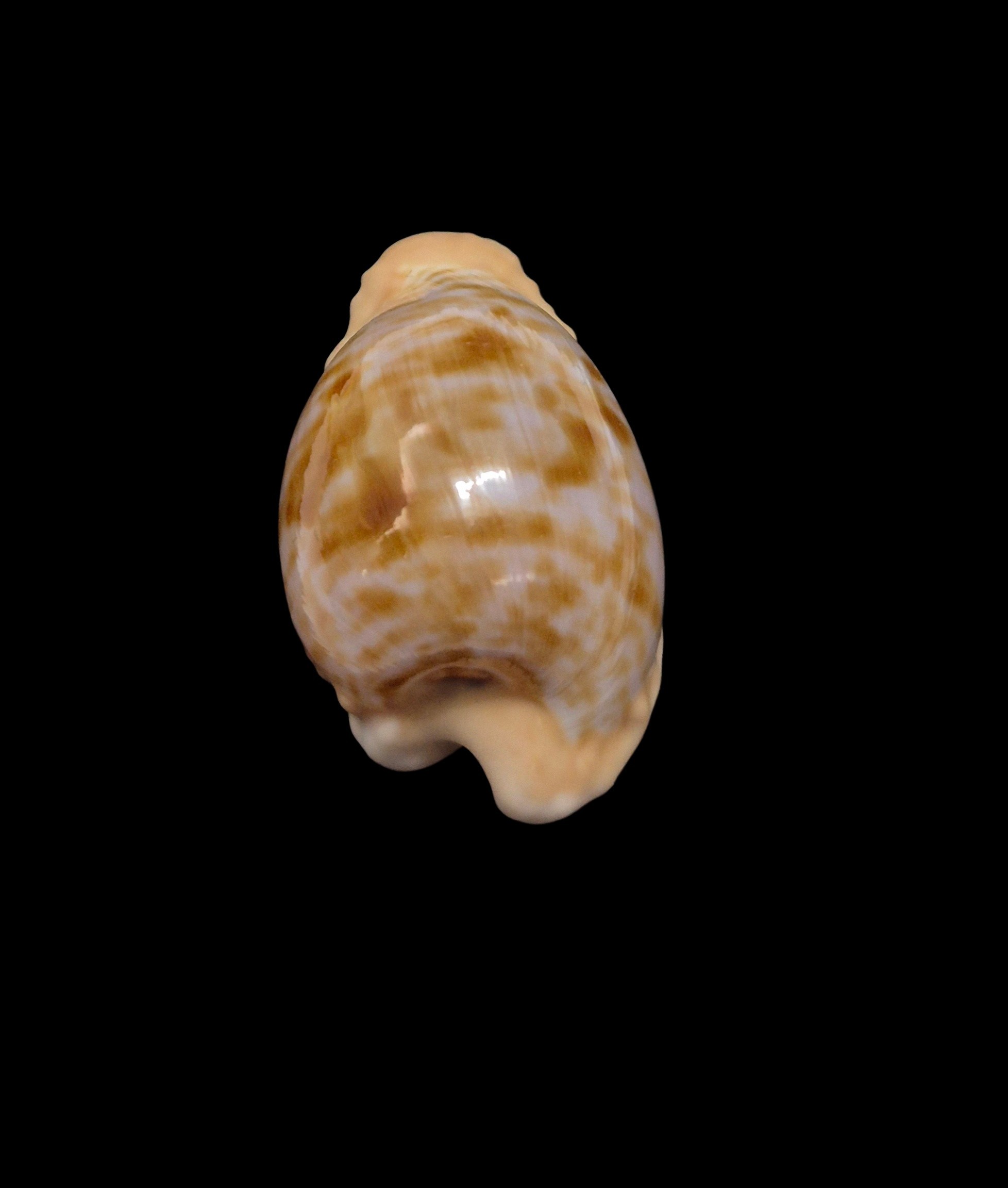 BC569 Cypraeovula coronata coronata - Image 4