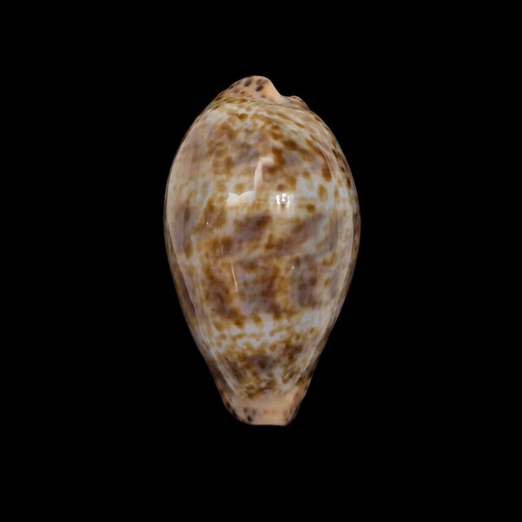BC563 Pseudozonaria annettae - BIG SIZE