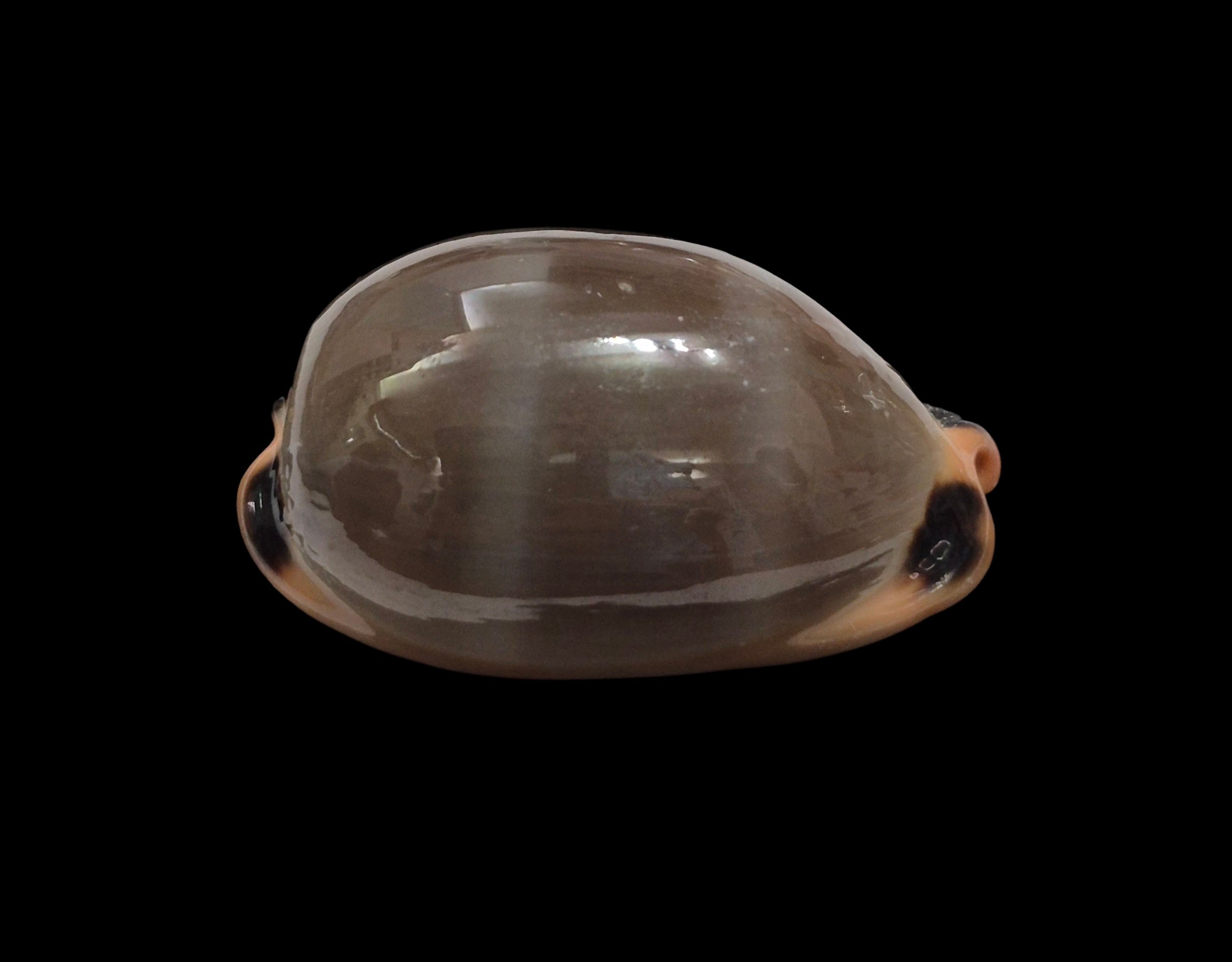 BC570 Luria lurida - Image 2