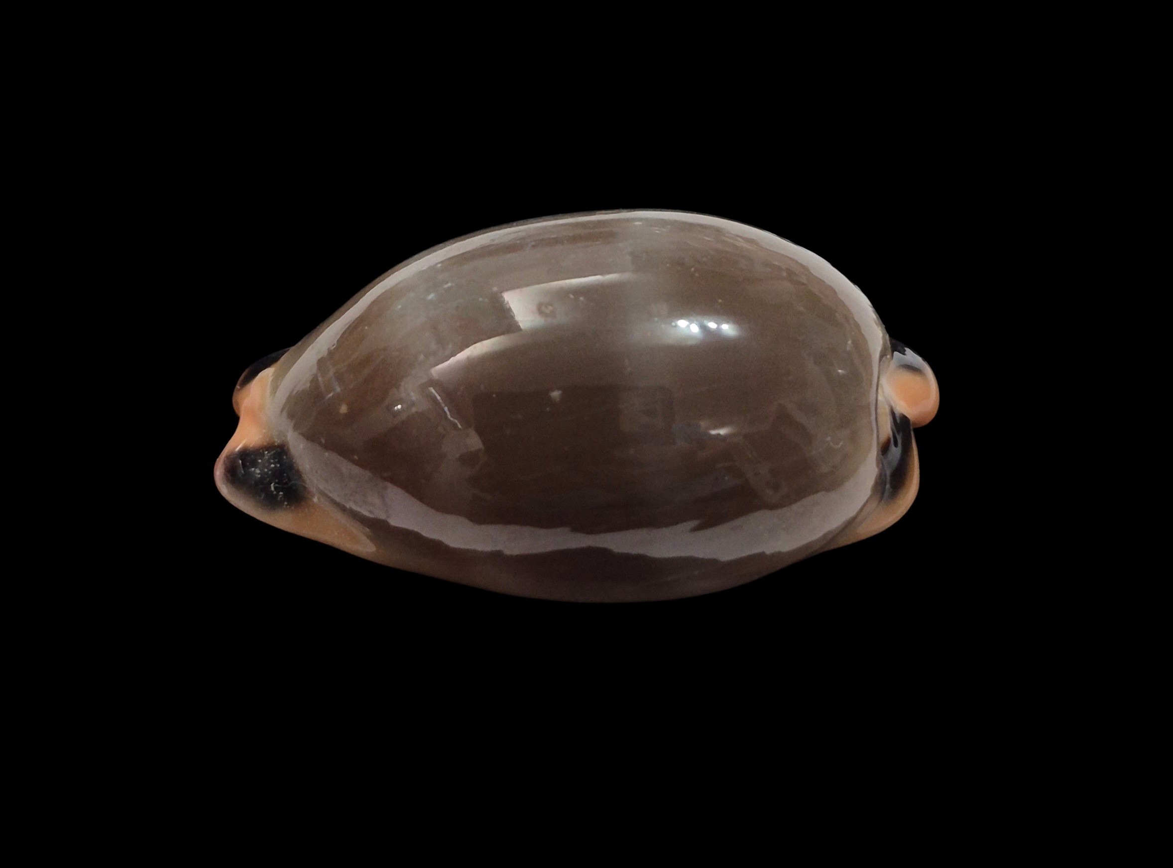 BC570 Luria lurida - Image 3