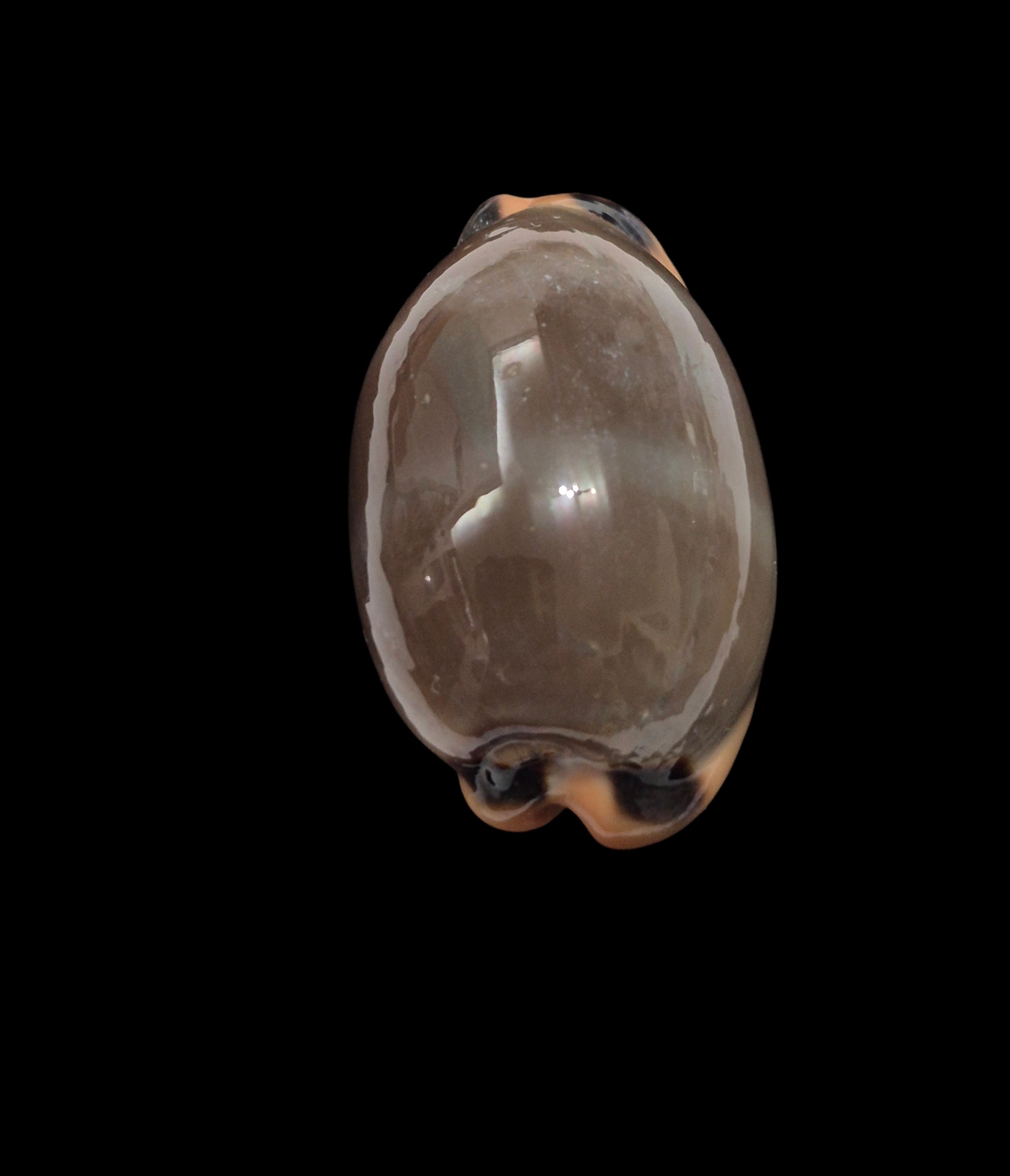 BC570 Luria lurida - Image 4