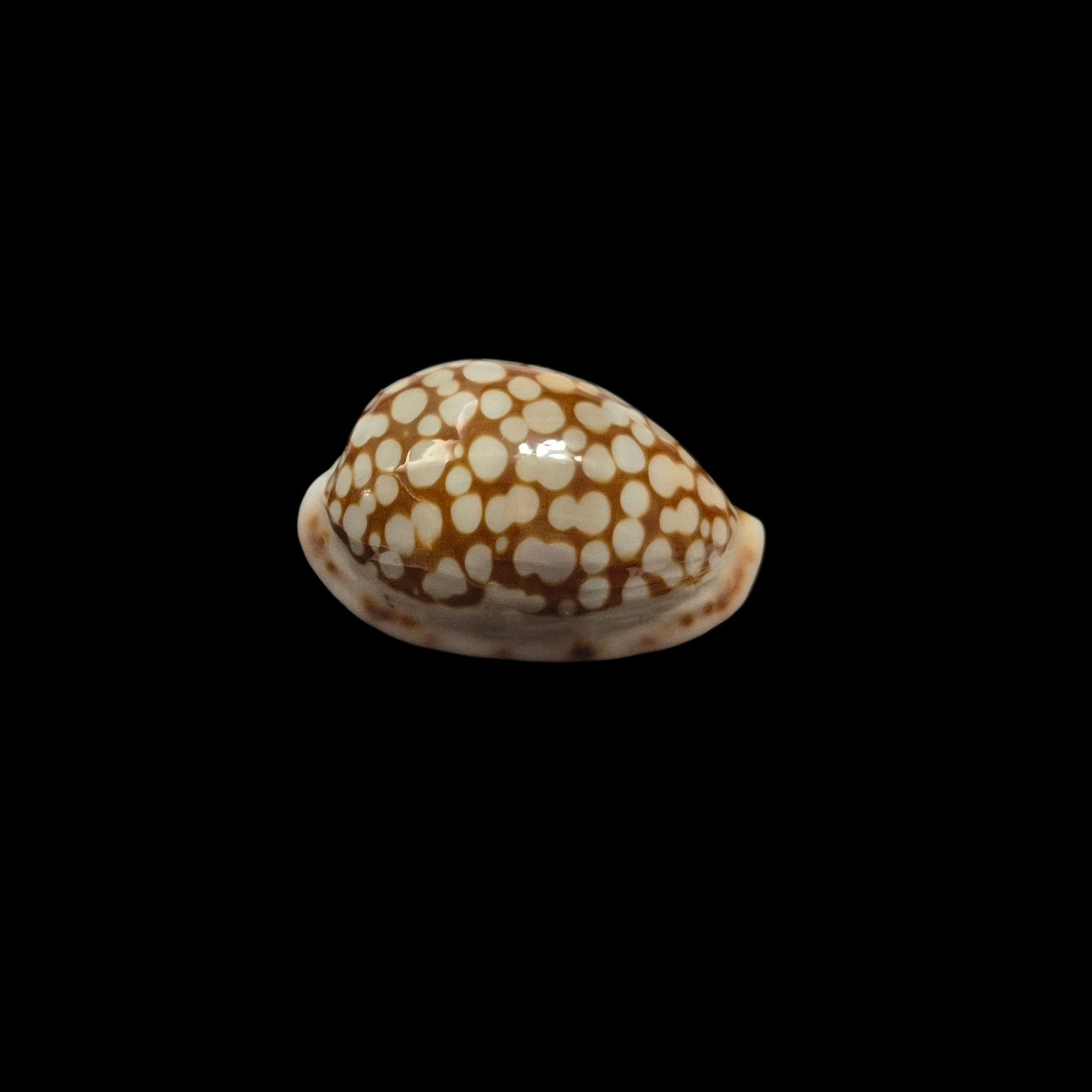 BC593 Cribrarula francescoi - Image 2