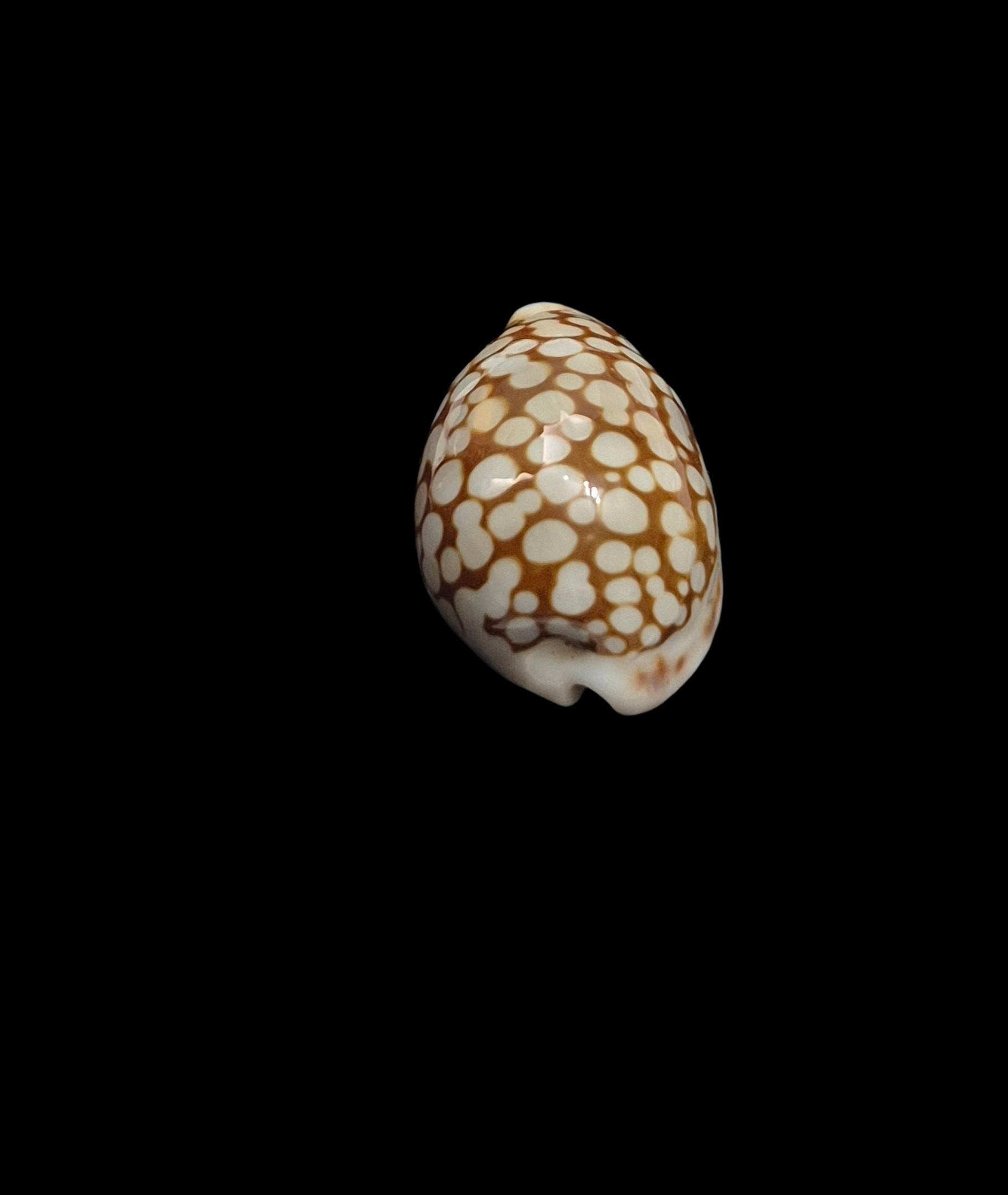 BC593 Cribrarula francescoi - Image 3
