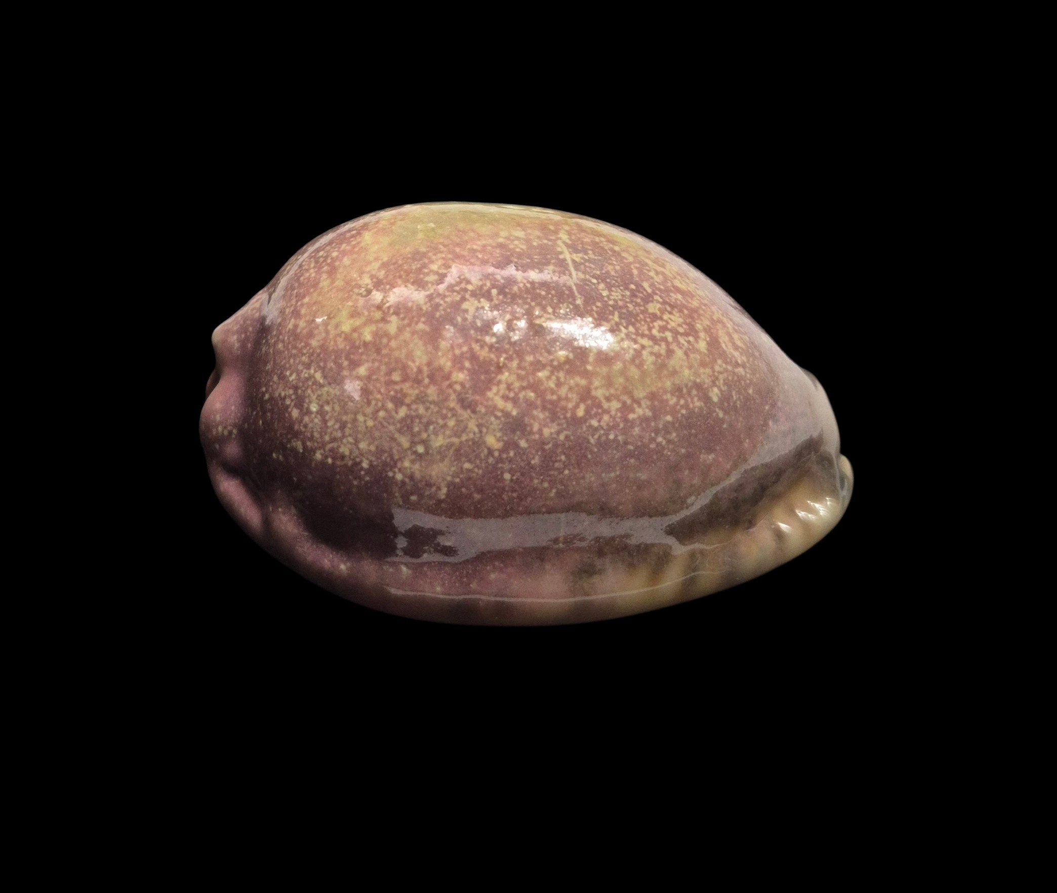 BC599 Mauritia arabica - PINK FORM - Image 2