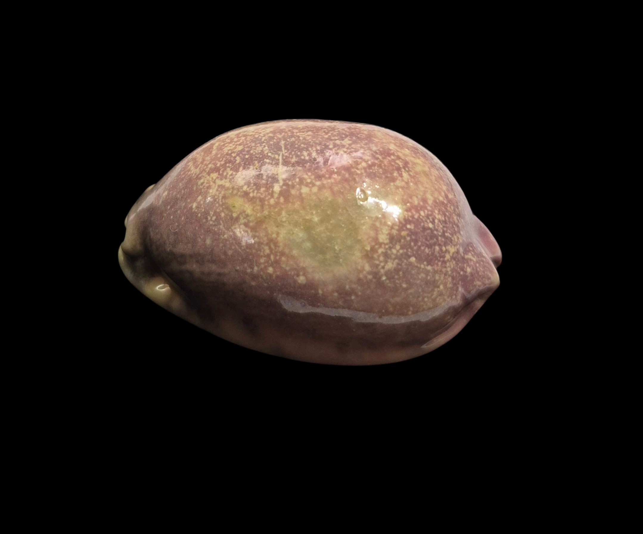 BC599 Mauritia arabica - PINK FORM - Image 3