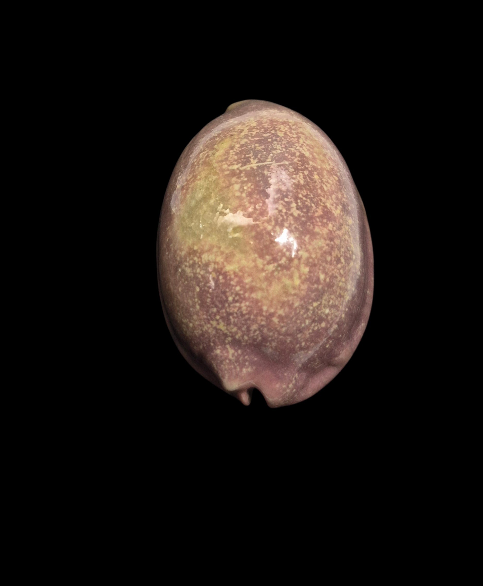 BC599 Mauritia arabica - PINK FORM - Image 4