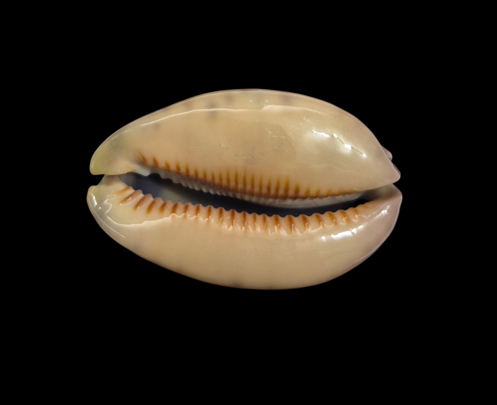 BC599 Mauritia arabica - PINK FORM - Image 5