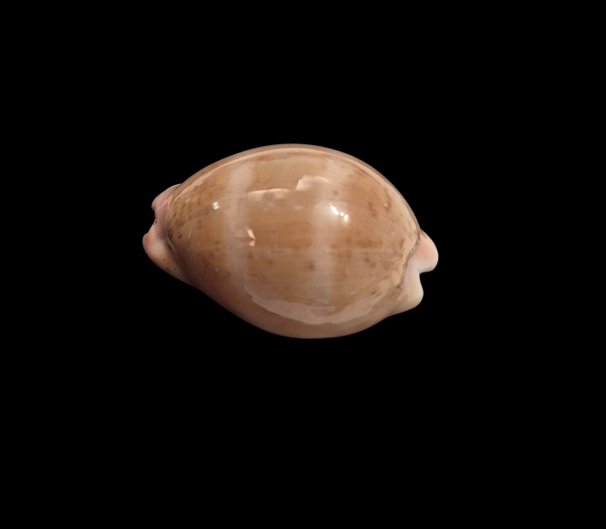 BC598 Luria cinerea brasiliensis - Image 3