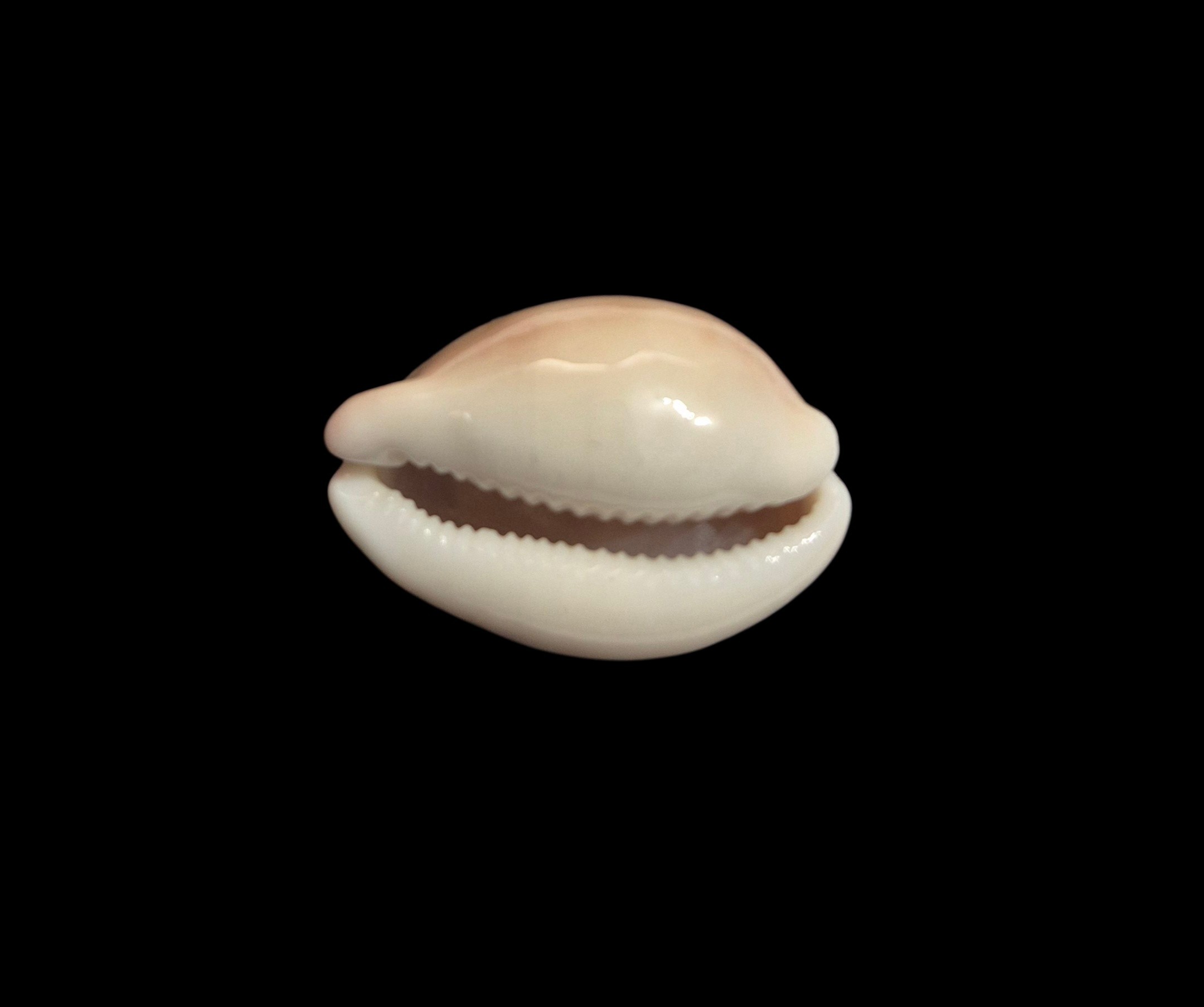 BC598 Luria cinerea brasiliensis - Image 5