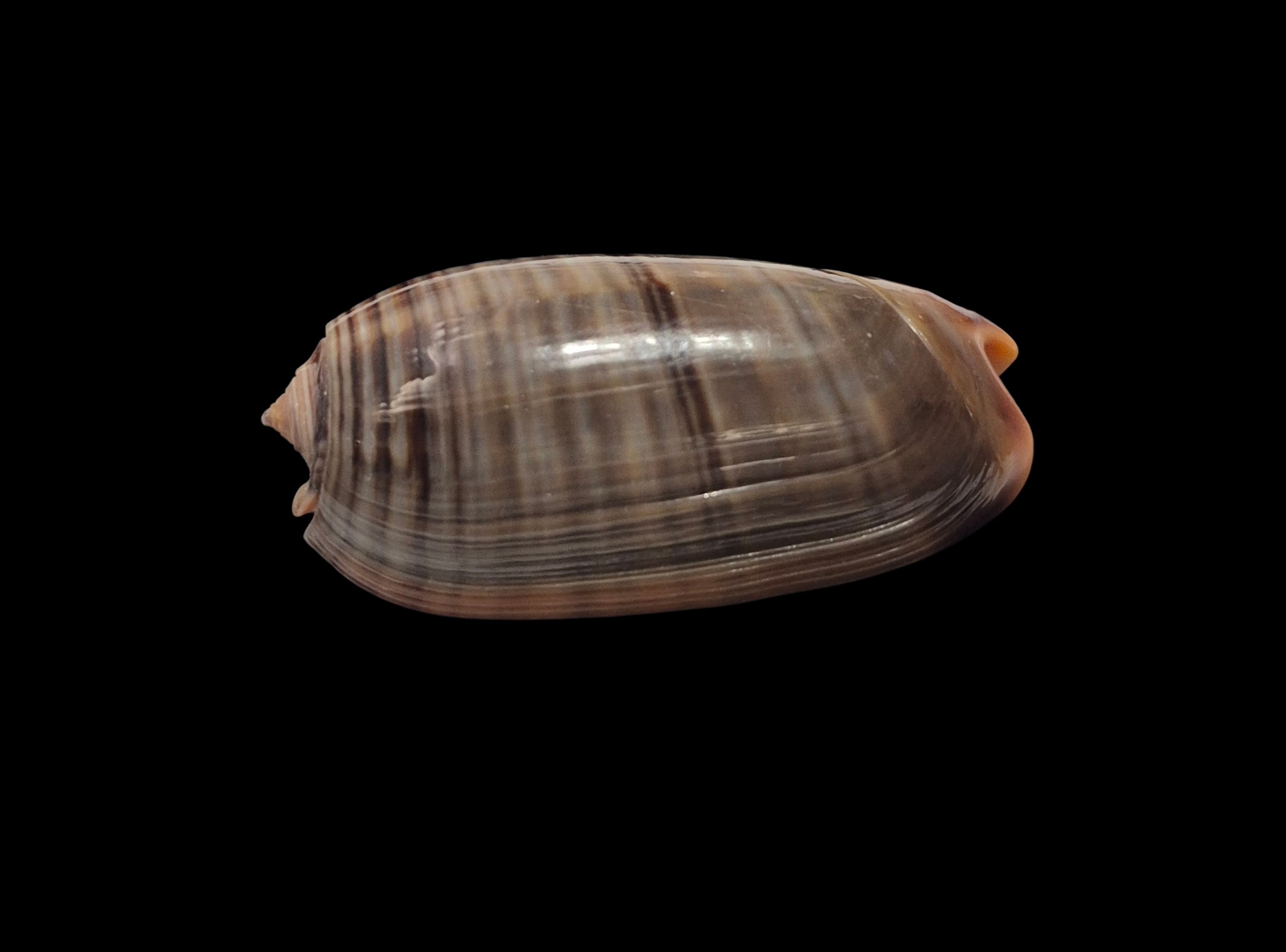 BC597 Oliva rubrolabiata - SELECTED - Image 3