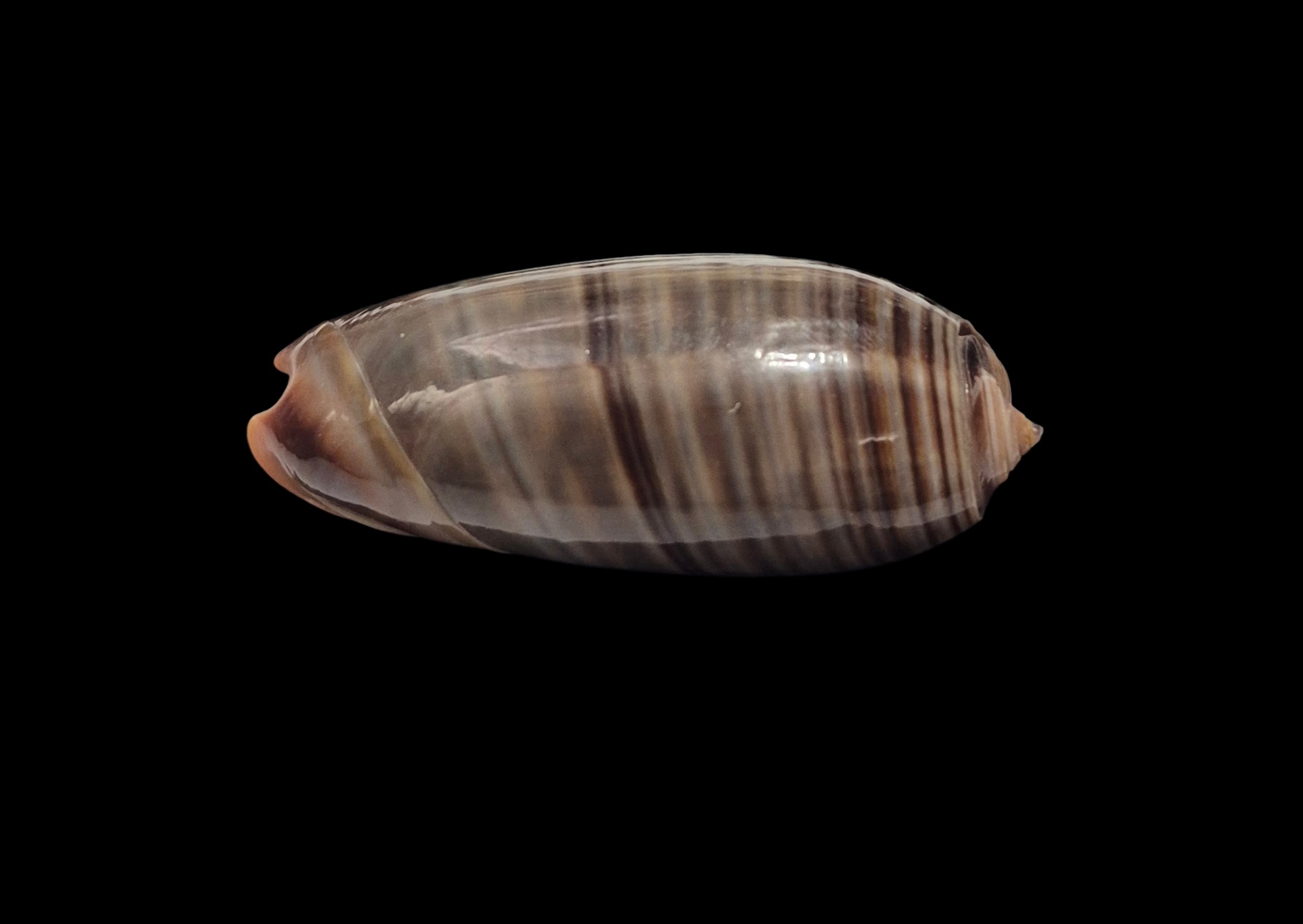 BC597 Oliva rubrolabiata - SELECTED - Image 4