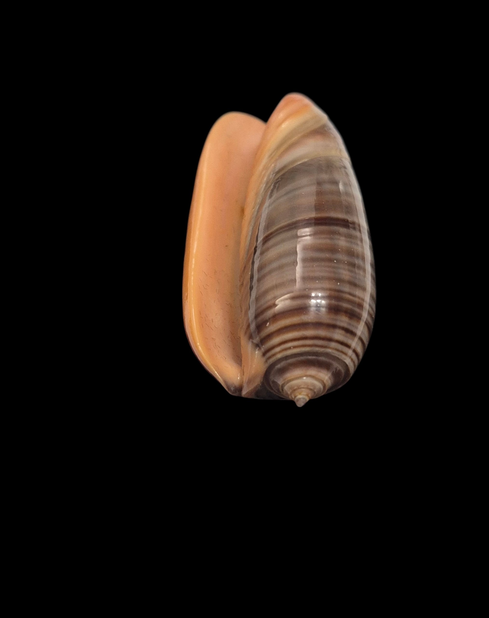 BC597 Oliva rubrolabiata - SELECTED - Image 5