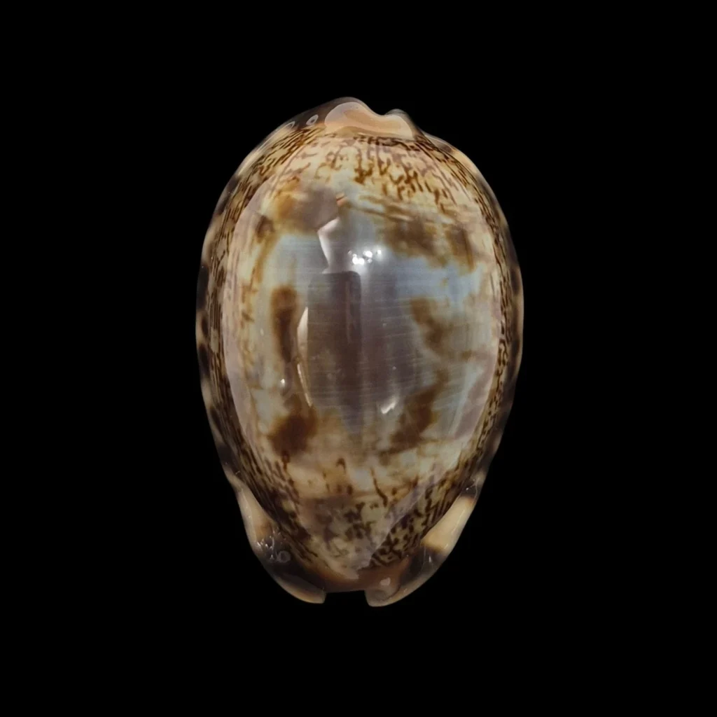 BC600 Mauritia arabica f. amethystea