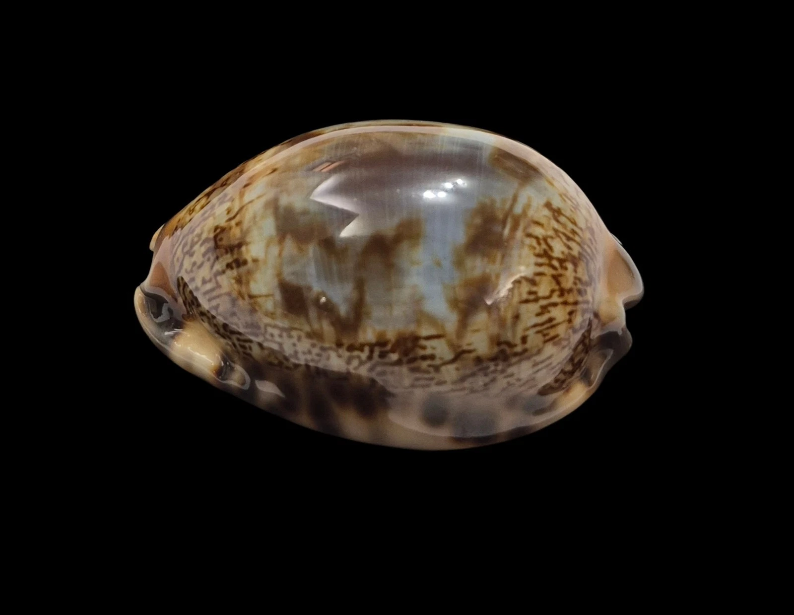 BC600 Mauritia arabica f. amethystea - Image 4