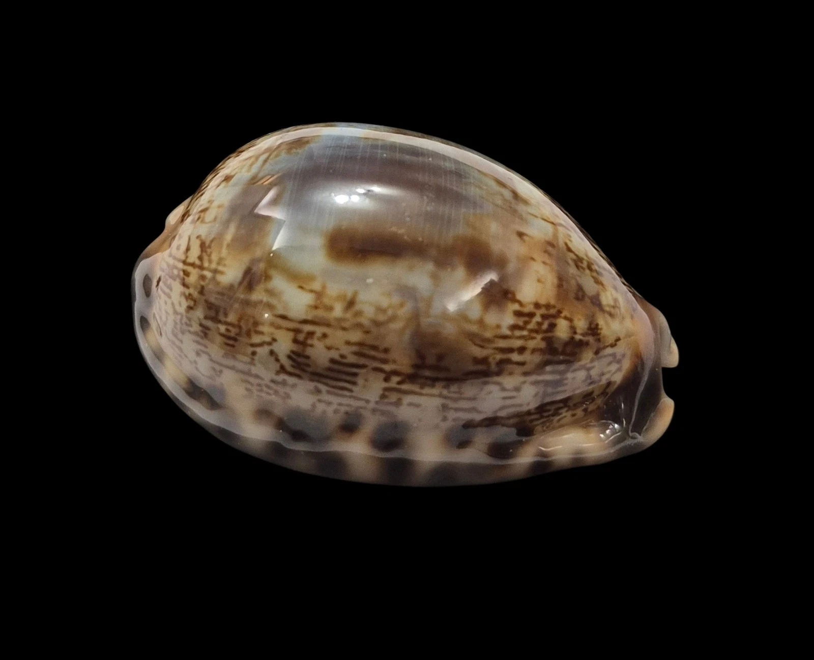 BC600 Mauritia arabica f. amethystea - Image 2
