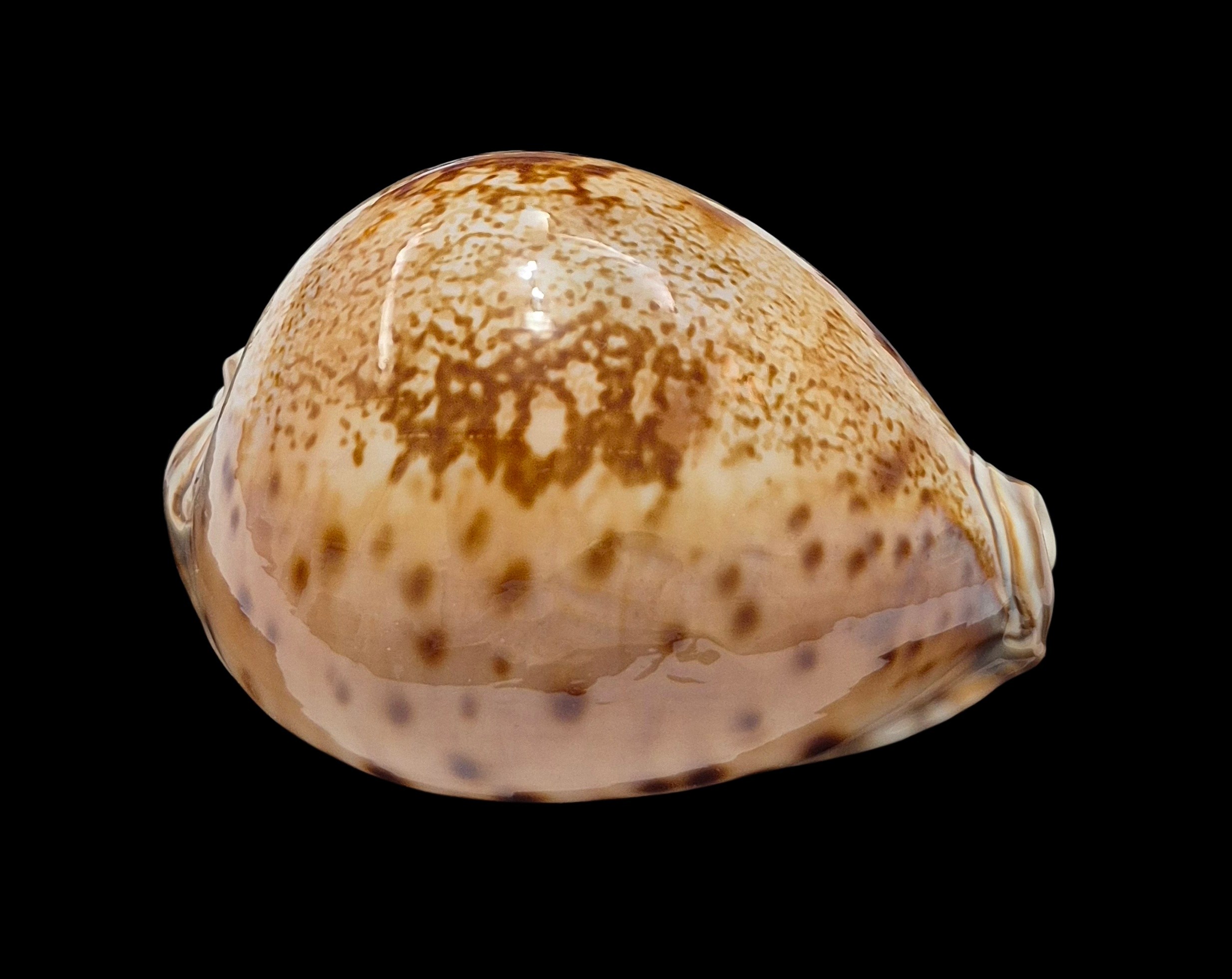BC002 Leporicypraea valentia - Image 2