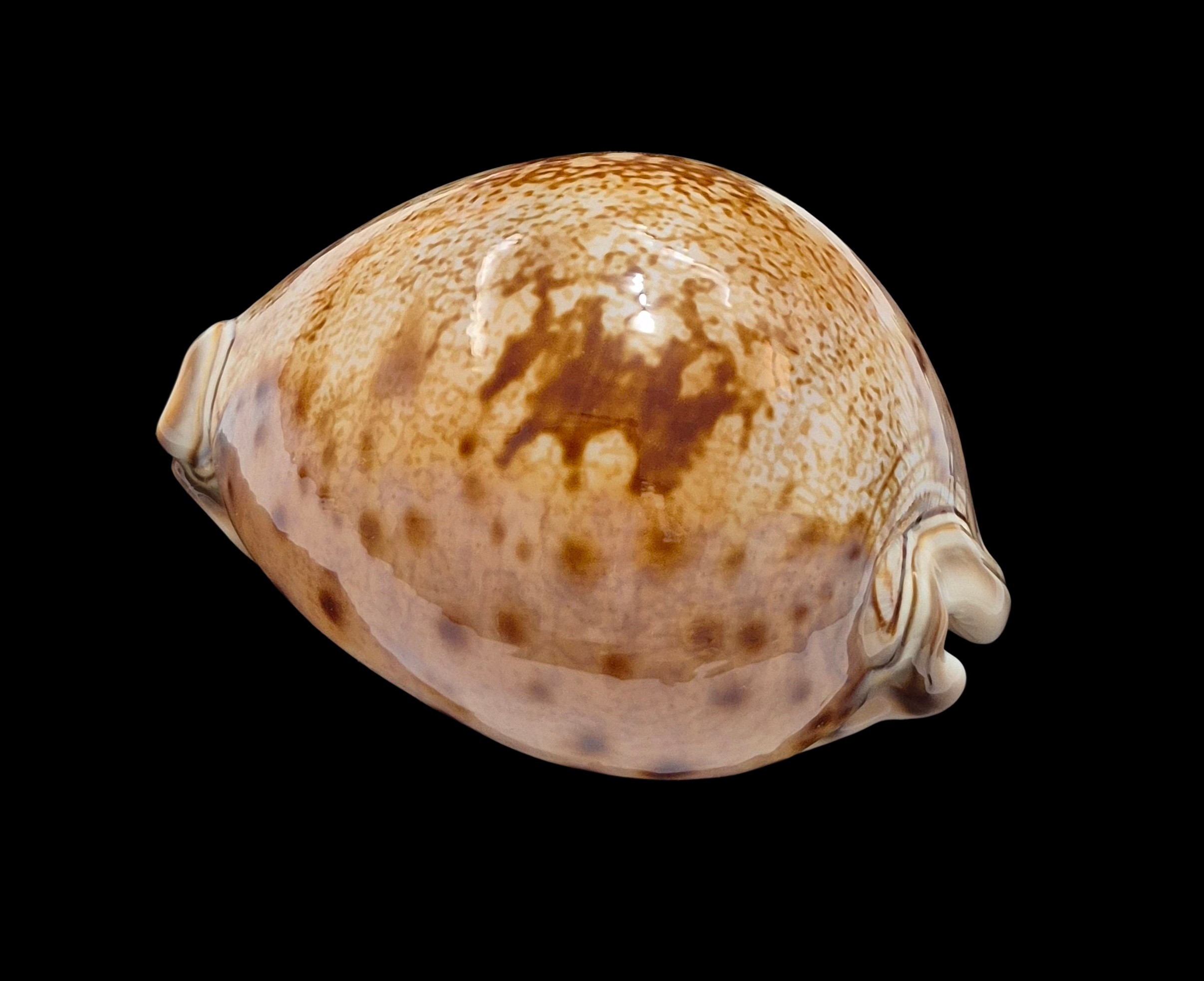 BC002 Leporicypraea valentia - Image 3