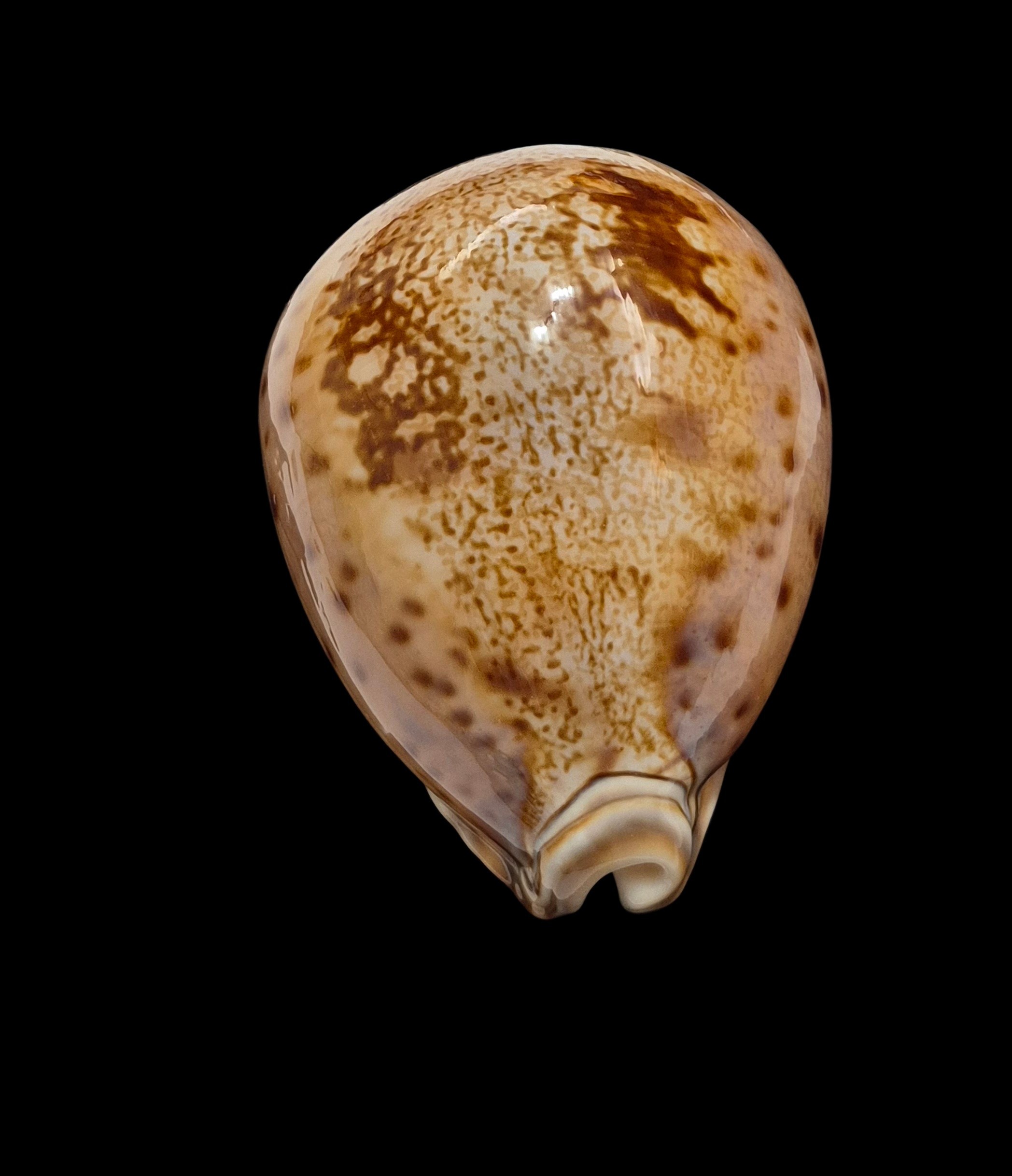 BC002 Leporicypraea valentia - Image 5