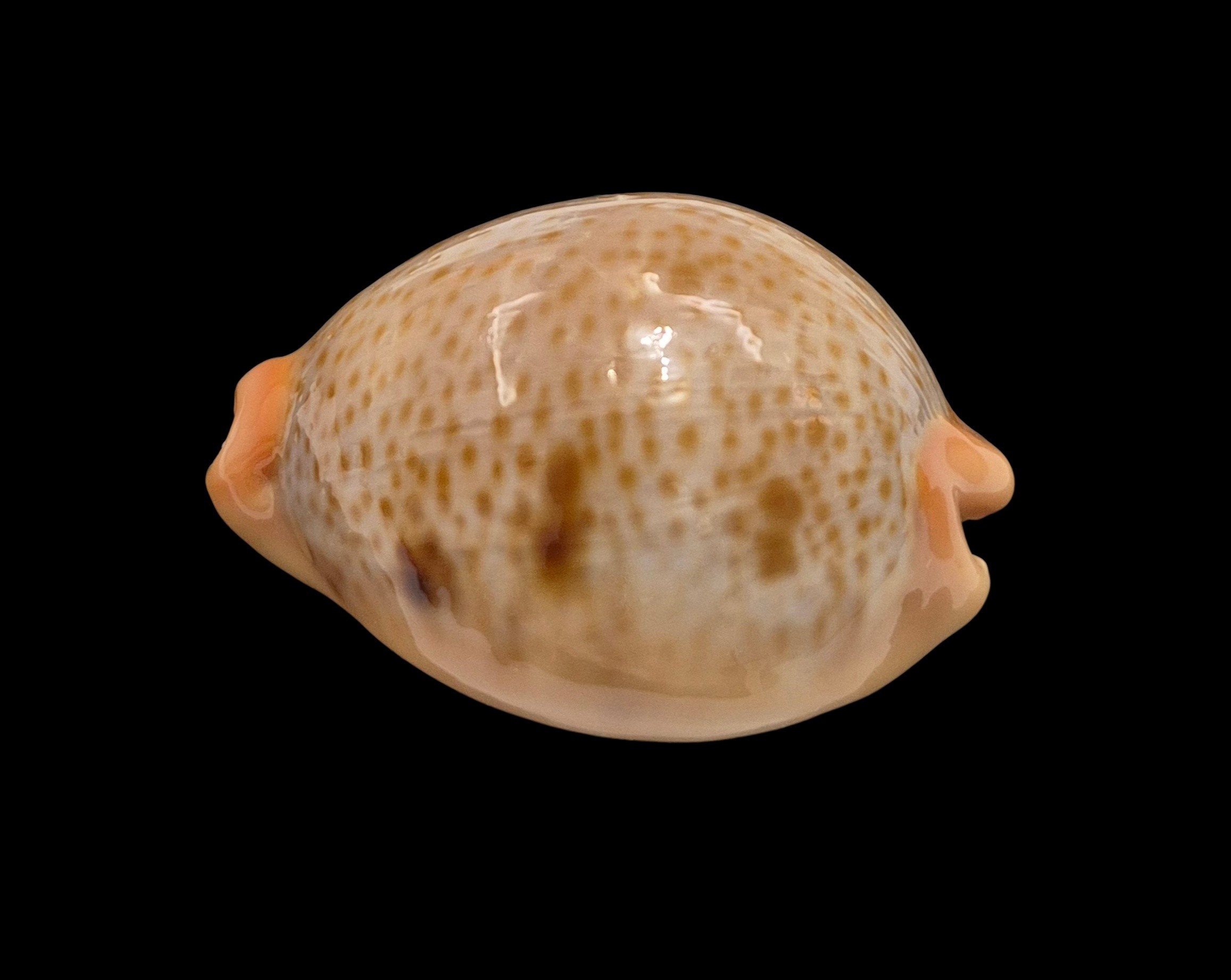 BC006 Raybaudia porteri - SELECTED - Image 3