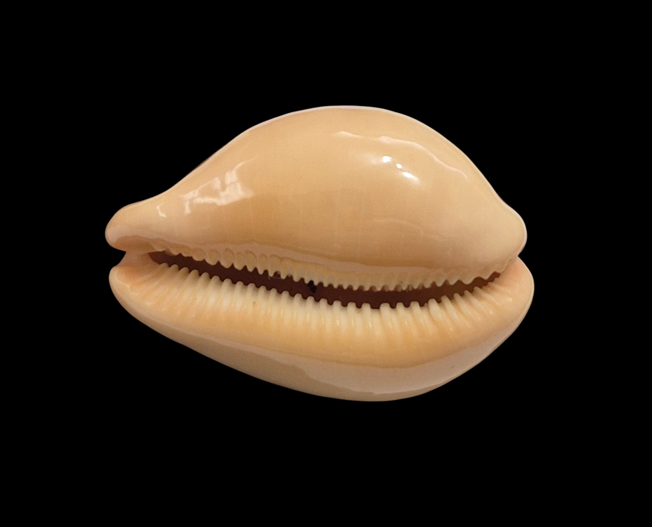 BC006 Raybaudia porteri - SELECTED - Image 5